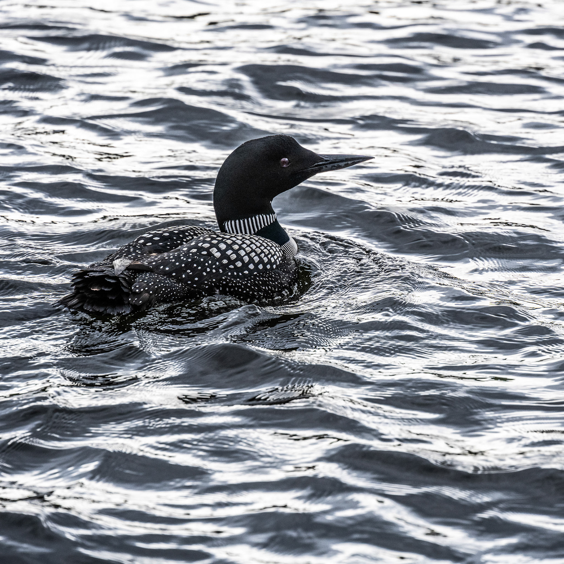 First Loons seen this season