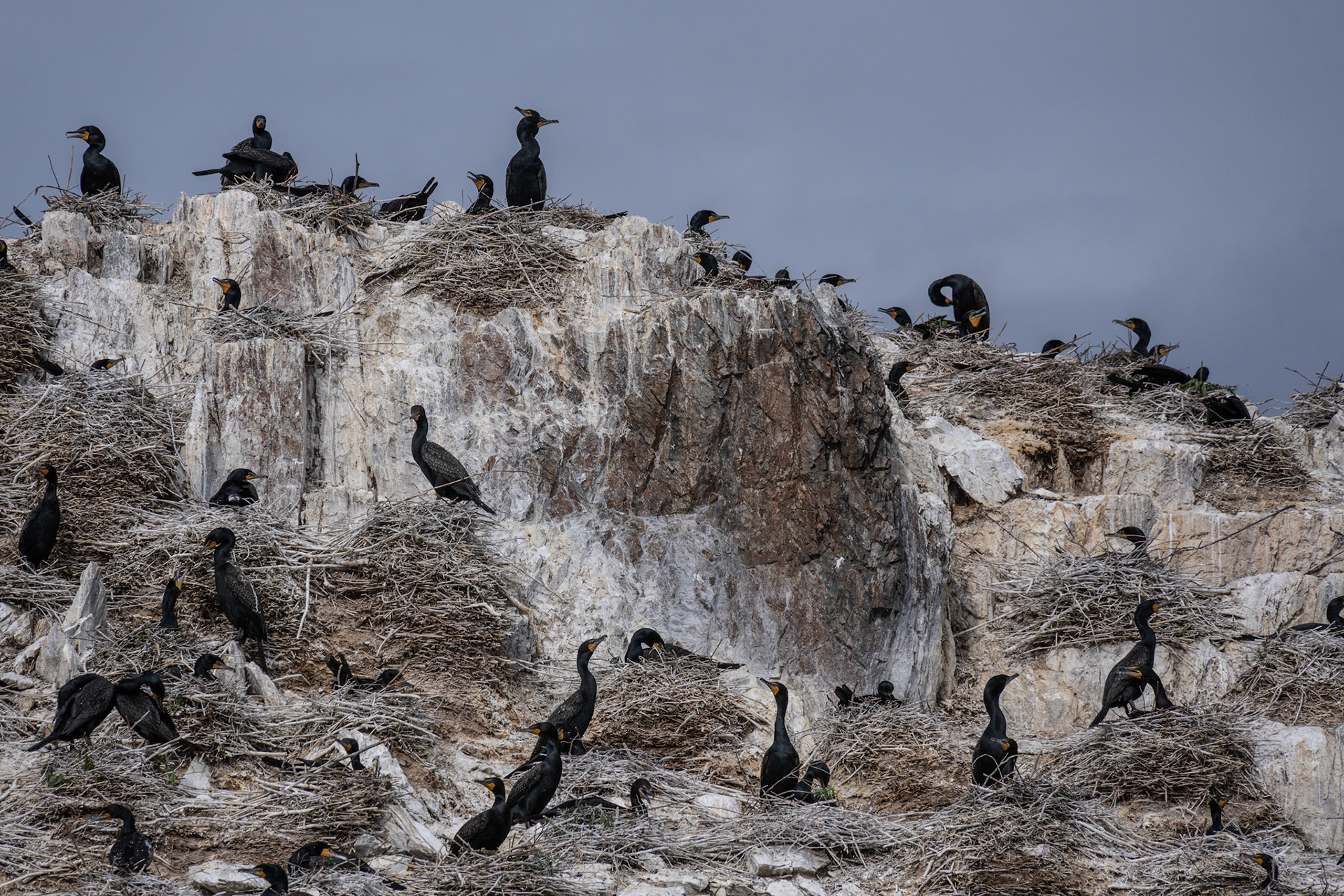 Nesting in June, Lake of the Woods