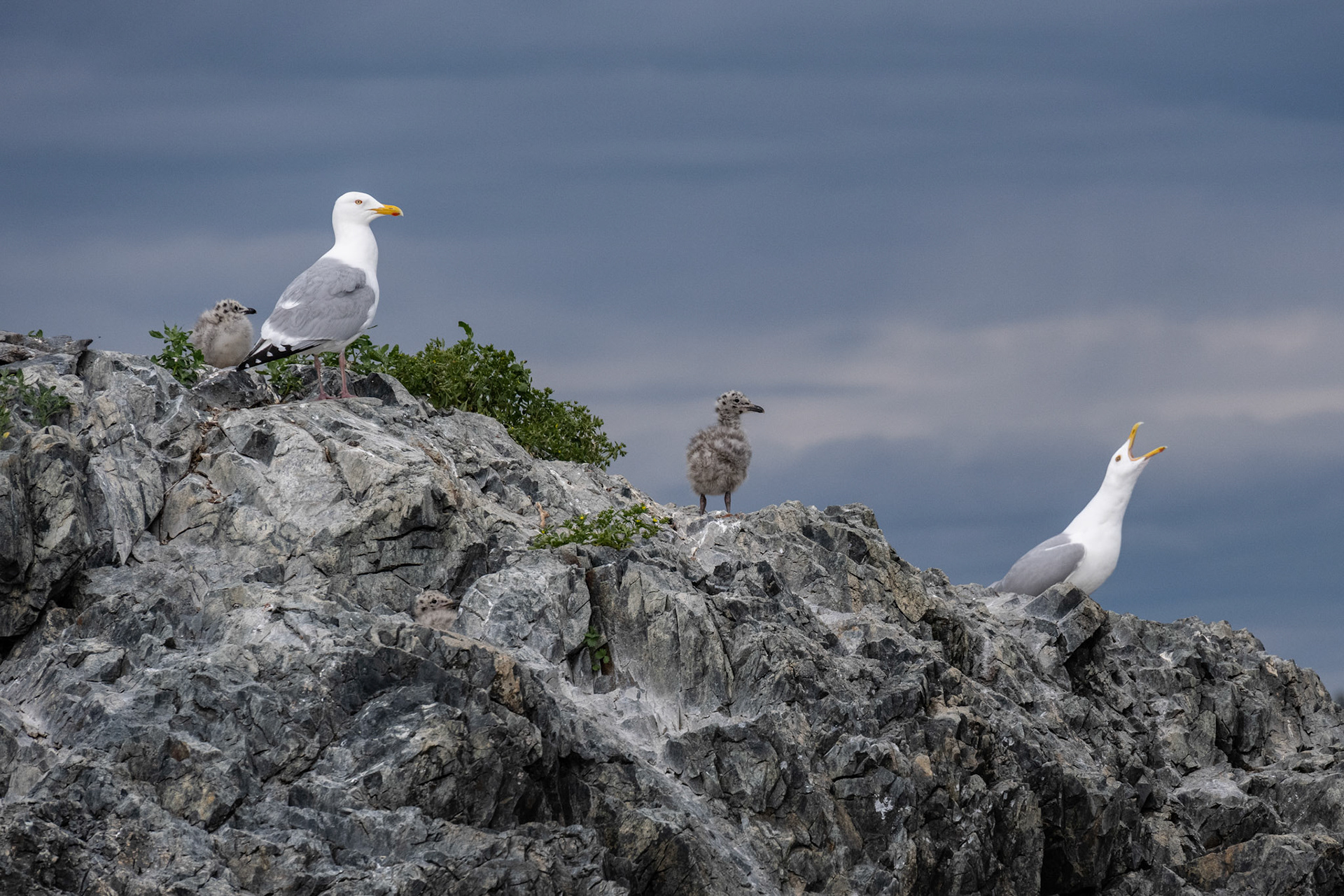 Lake of the Woods in June