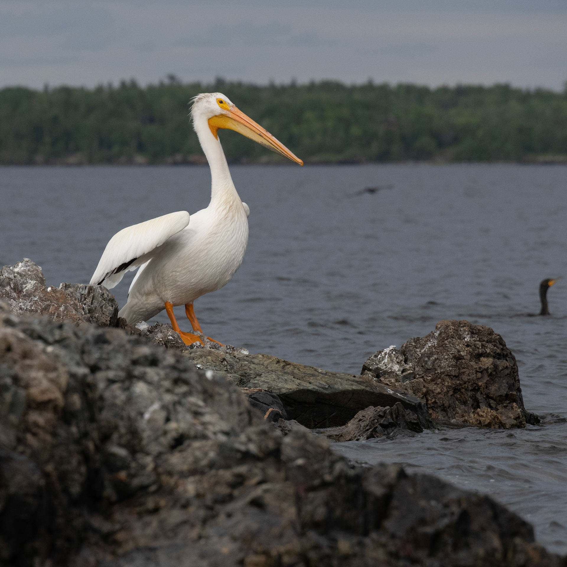 Lake of the Woods in June
