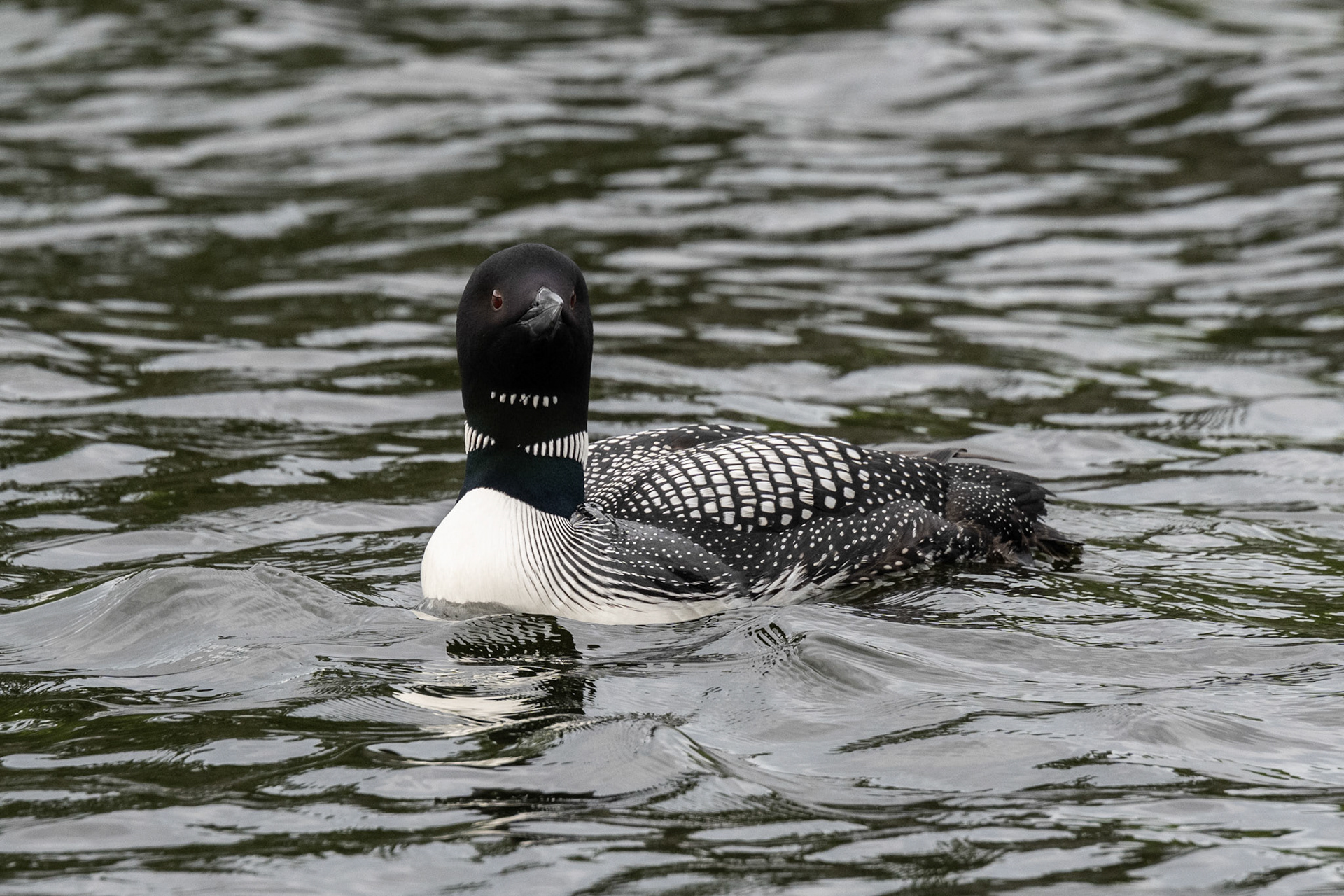 First Loons seen this season