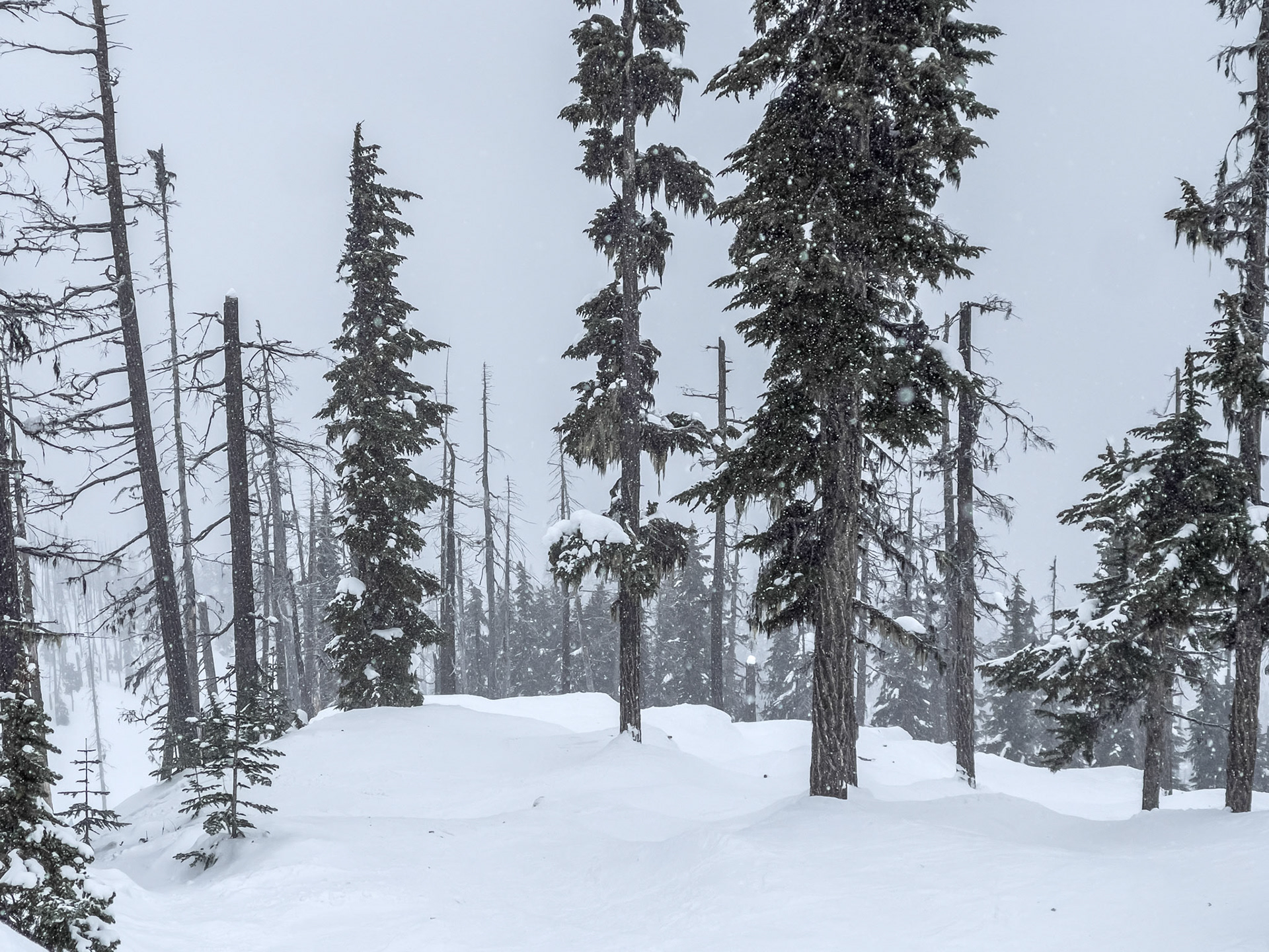 Whistler with the Family