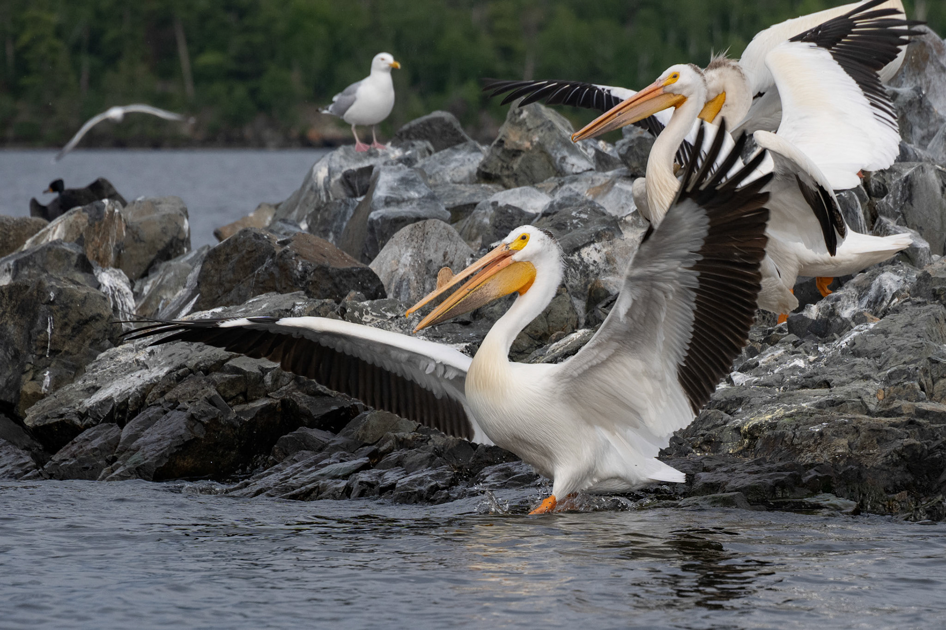 Lake of the Woods in June