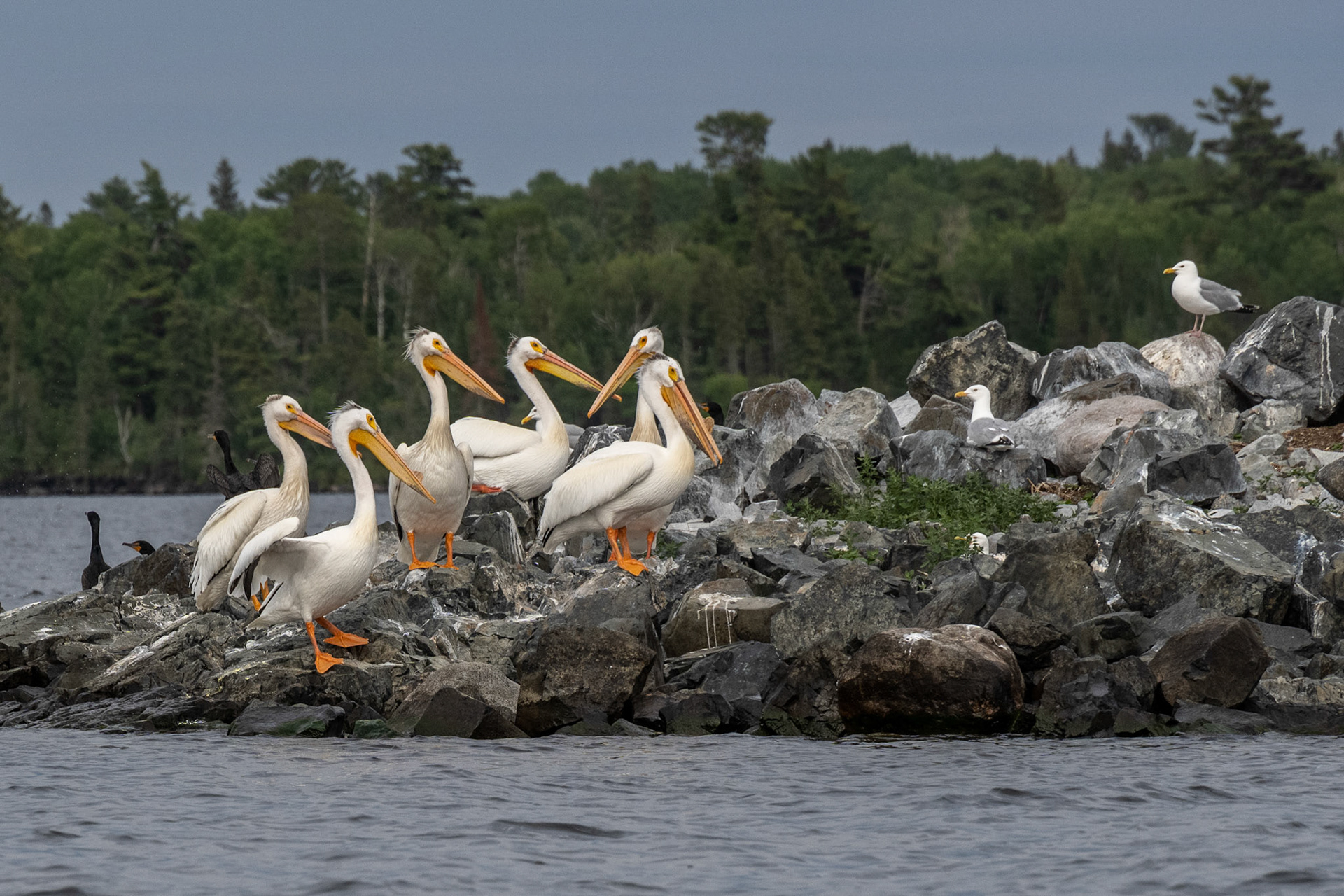 Lake of the Woods in June