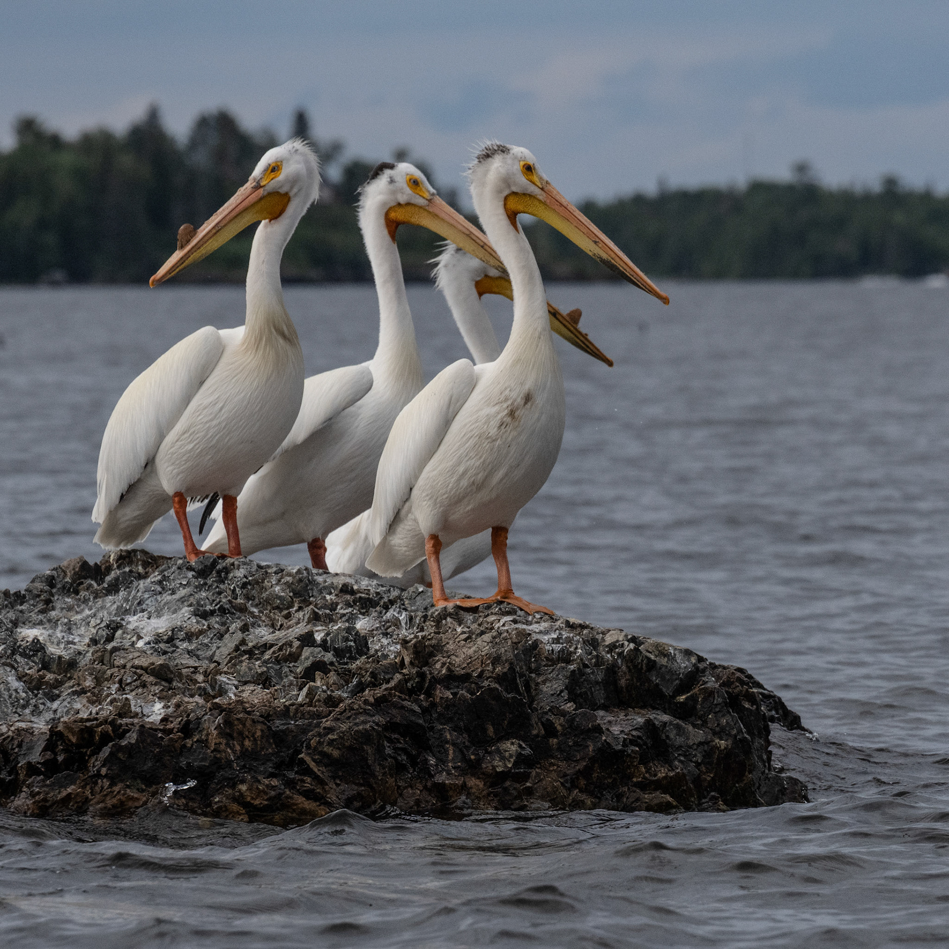 Lake of the Woods in June