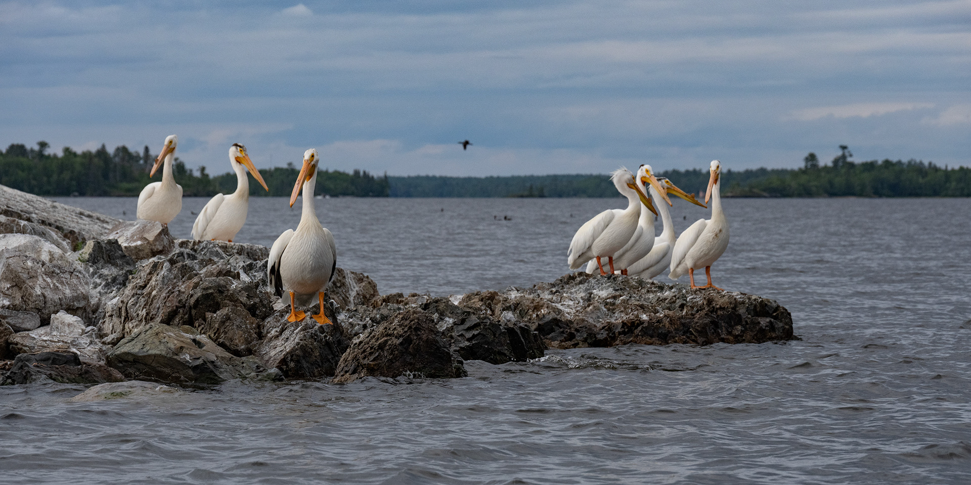 Lake of the Woods in June