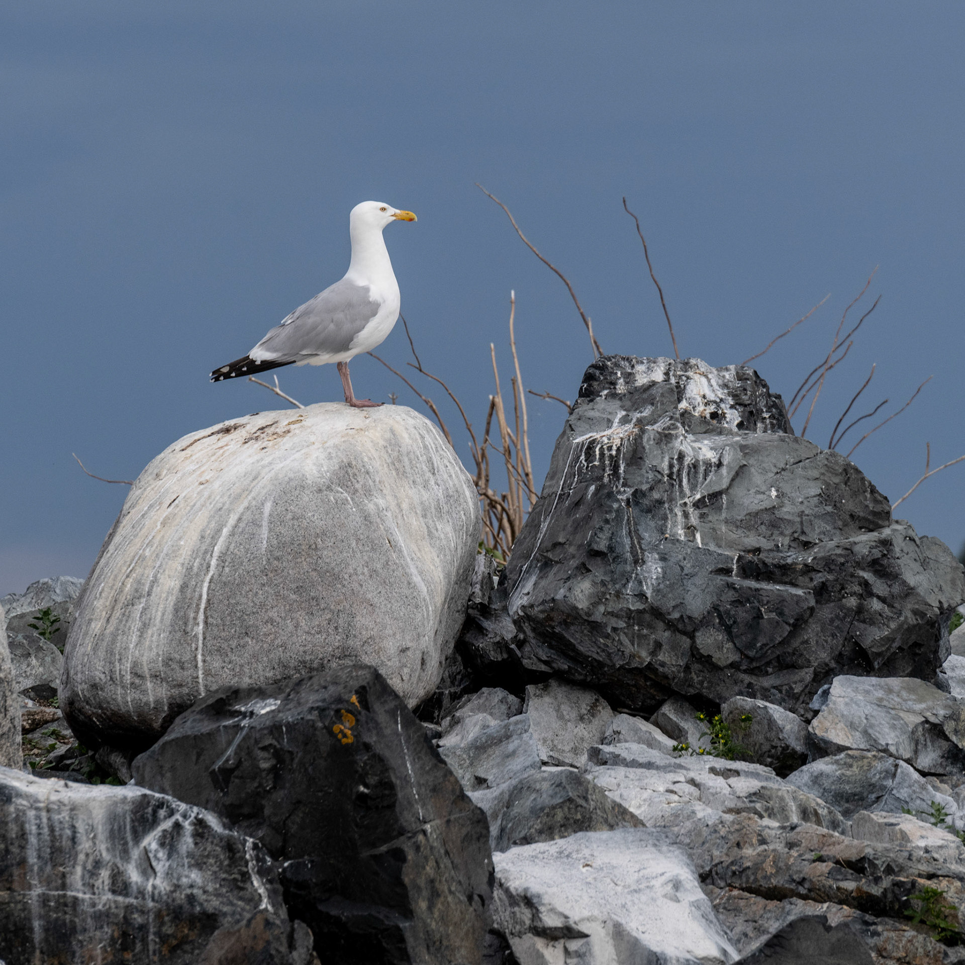 Lake of the Woods in June