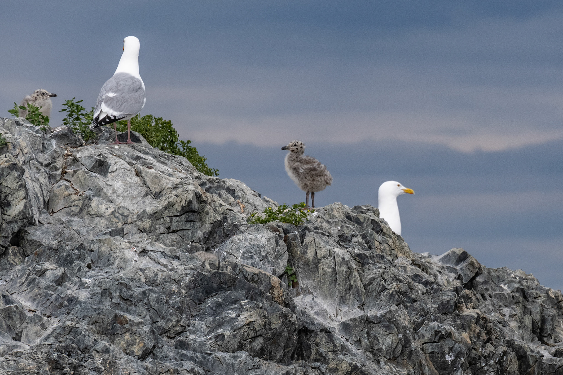 Lake of the Woods in June