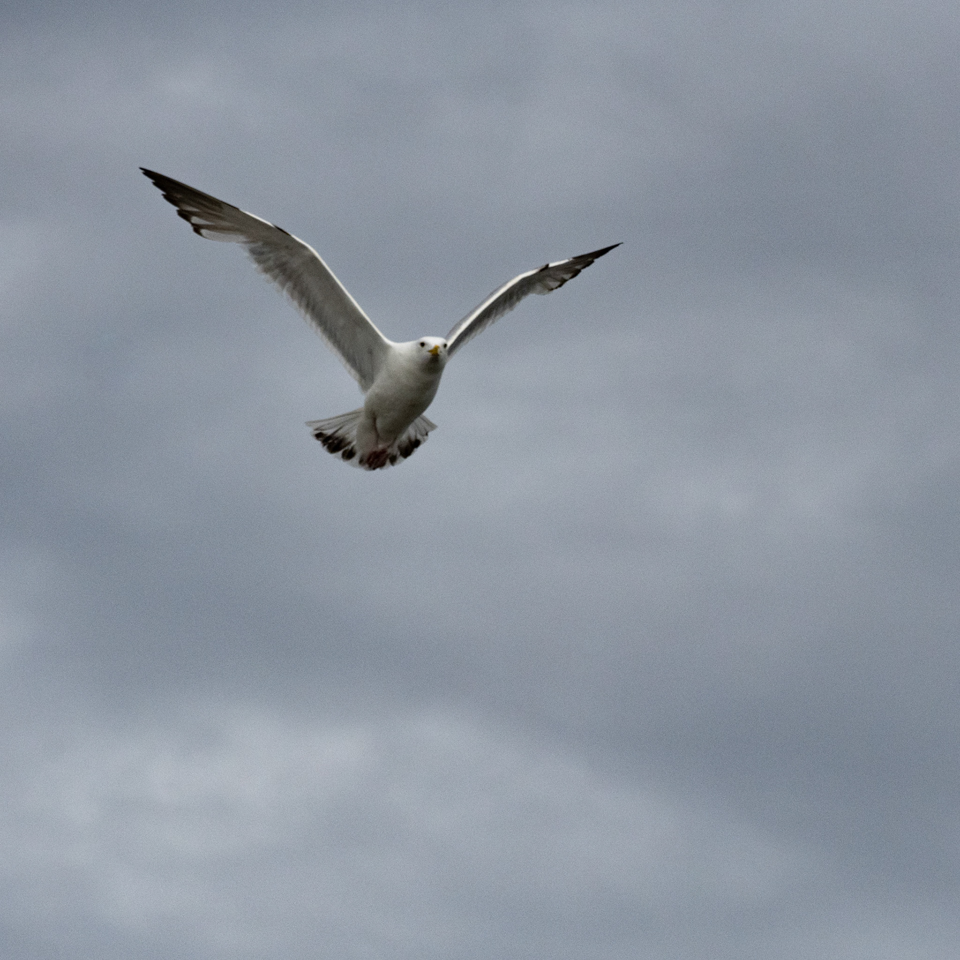 Lake of the Woods in June