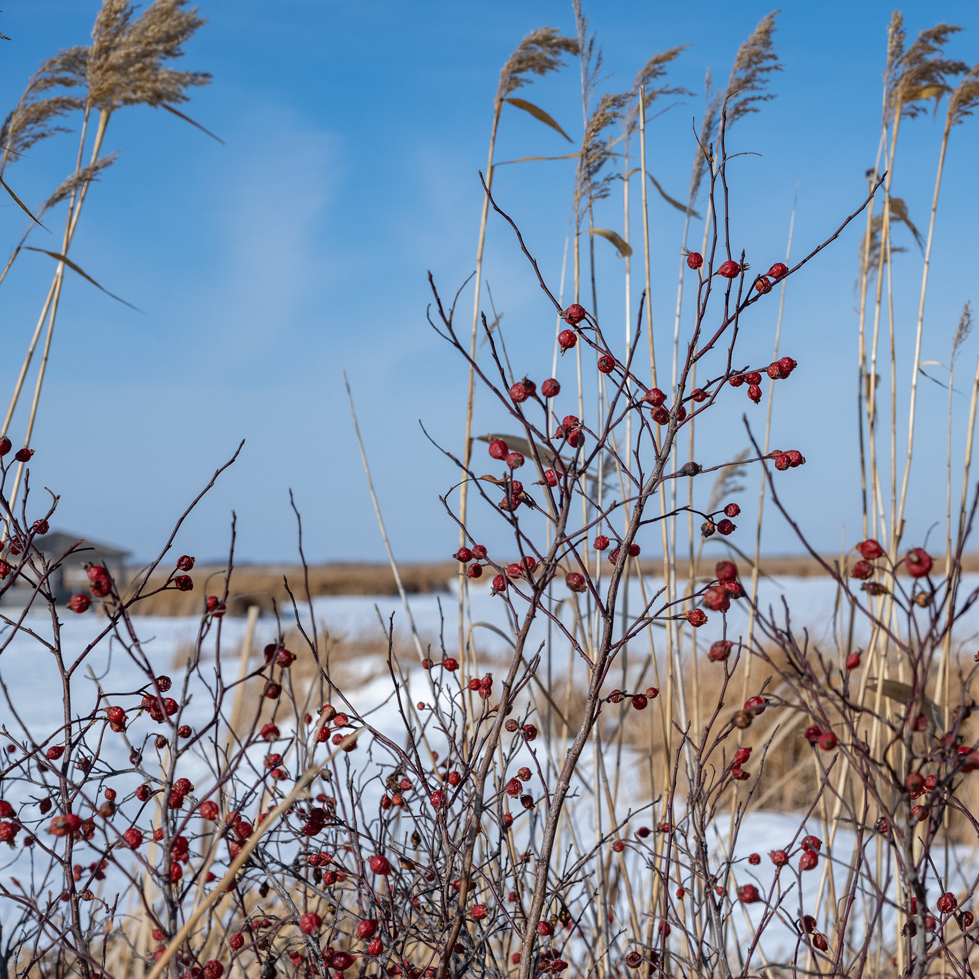 one of North America's birding hotspots in the Rural Municipality of Rockwood