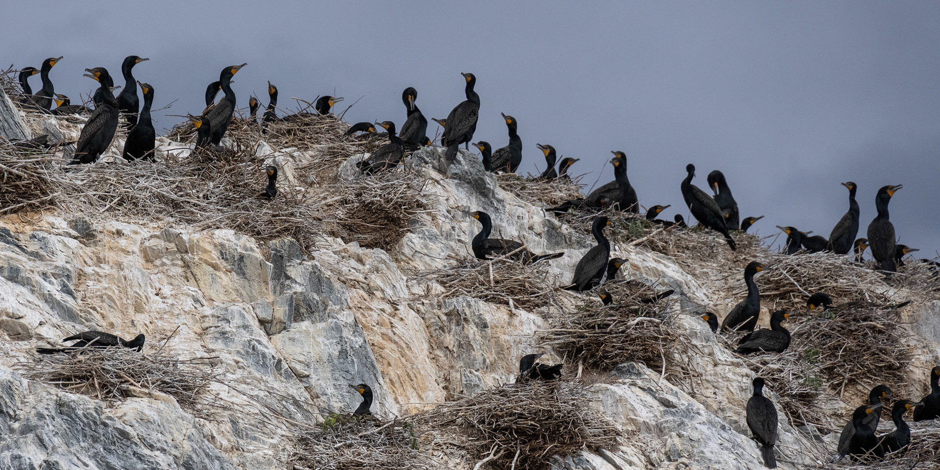 Nesting in June, Lake of the Woods