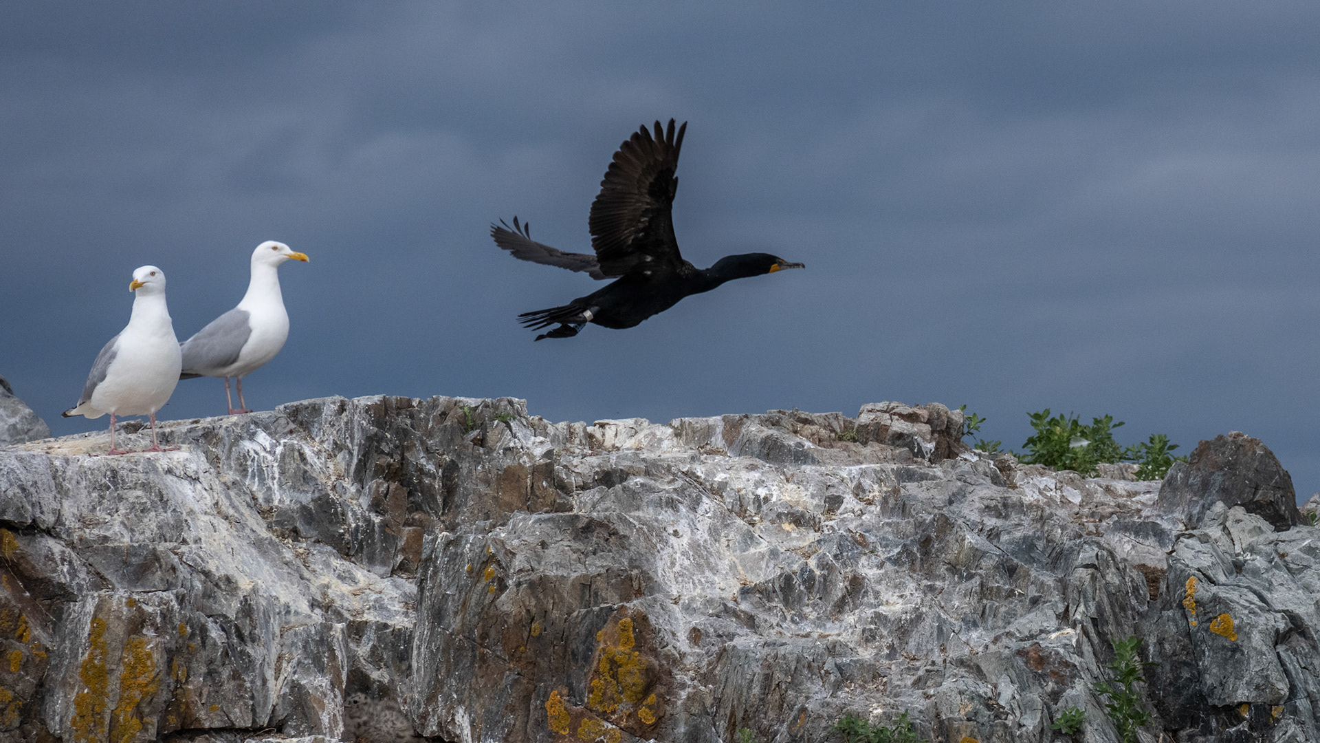 Cormorants and Seagulls