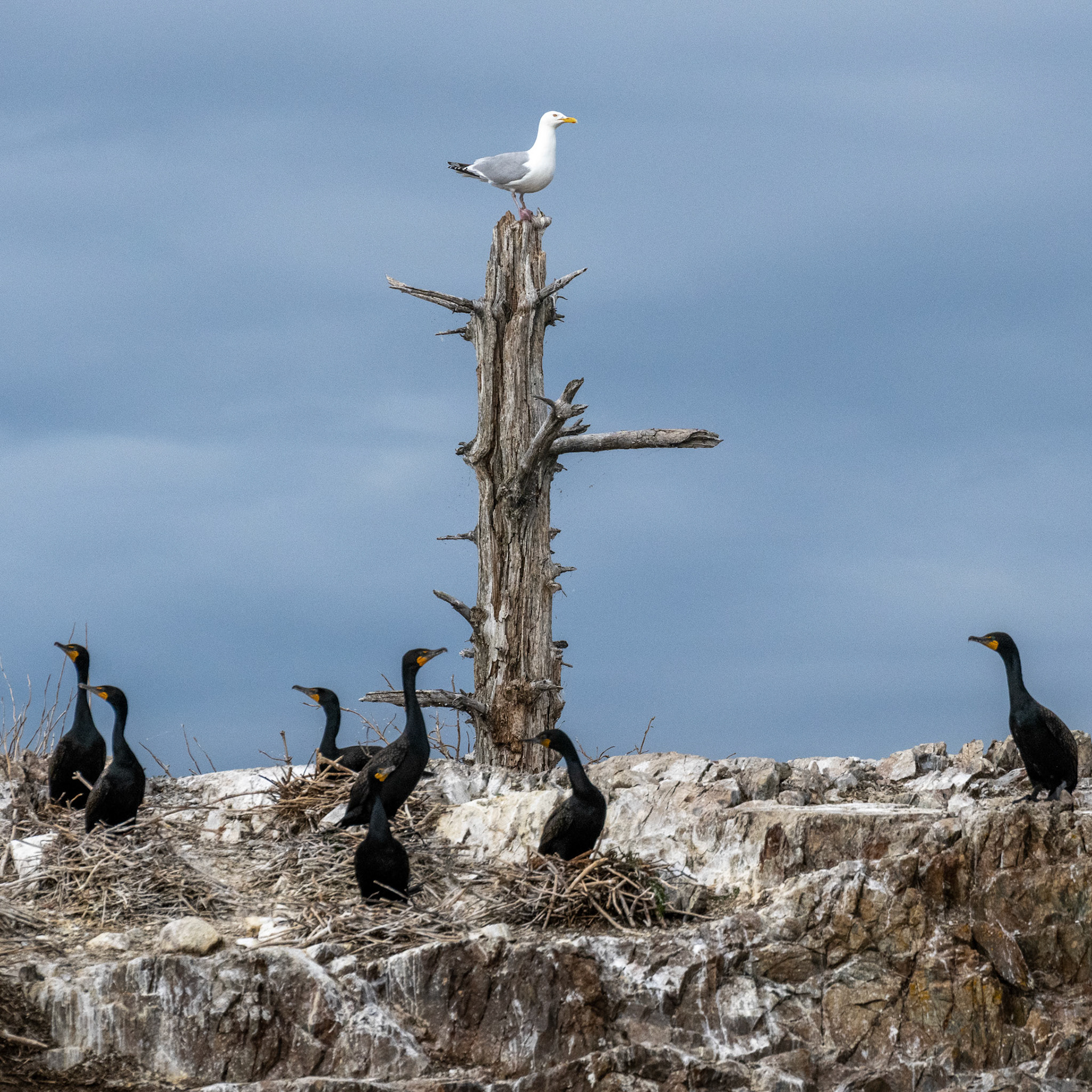 Cormorants and Seagulls