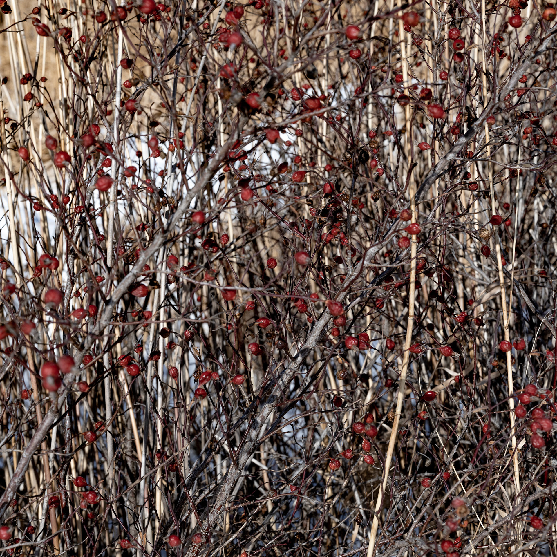 one of North America's birding hotspots in the Rural Municipality of Rockwood