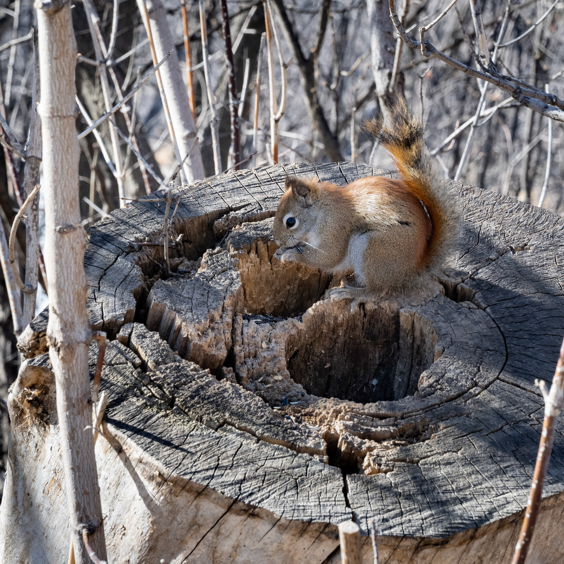 A walk through Assiniboine Park