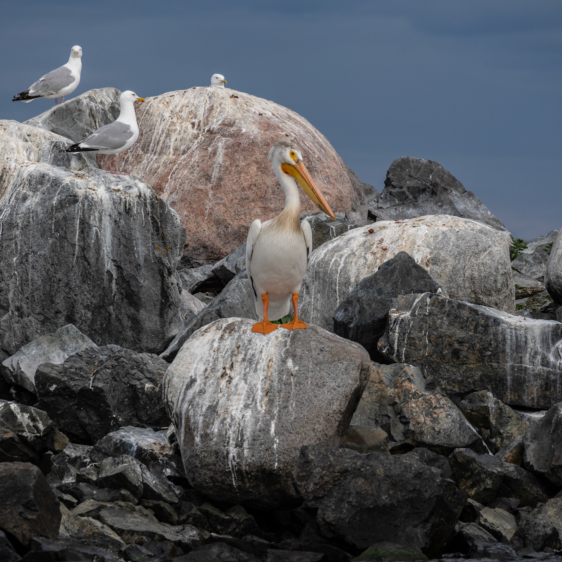 Lake of the Woods in June