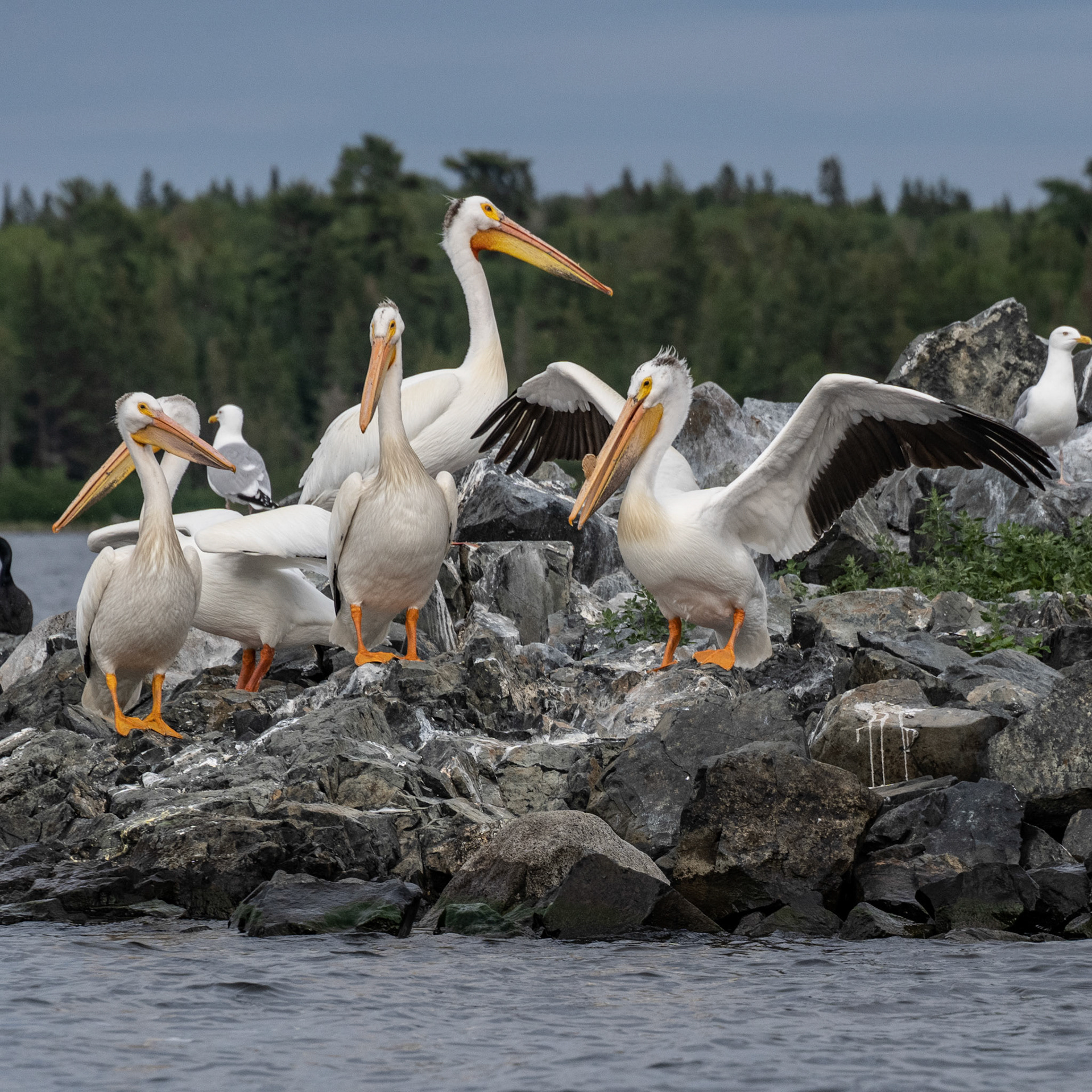 Lake of the Woods in June