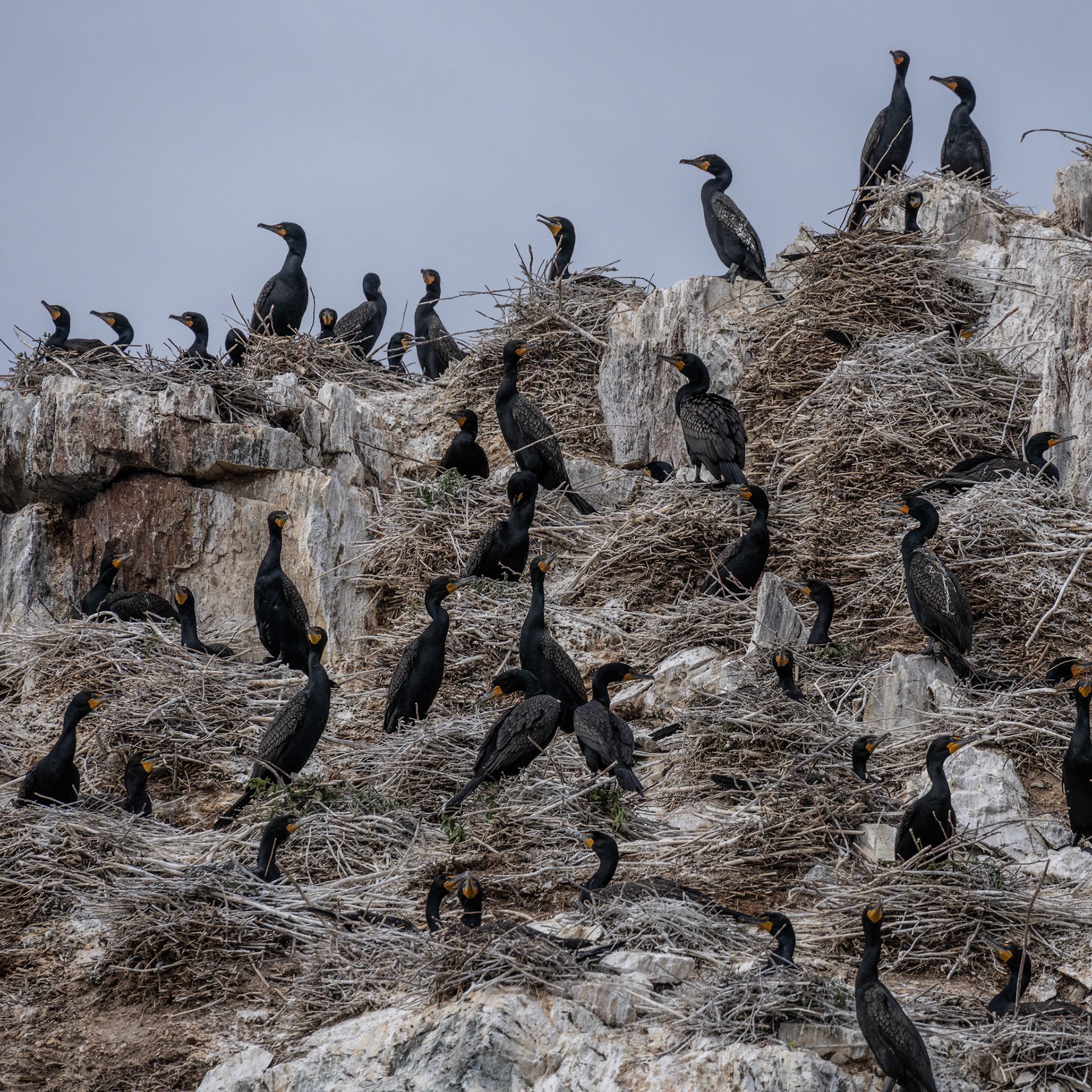 Nesting in June, Lake of the Woods