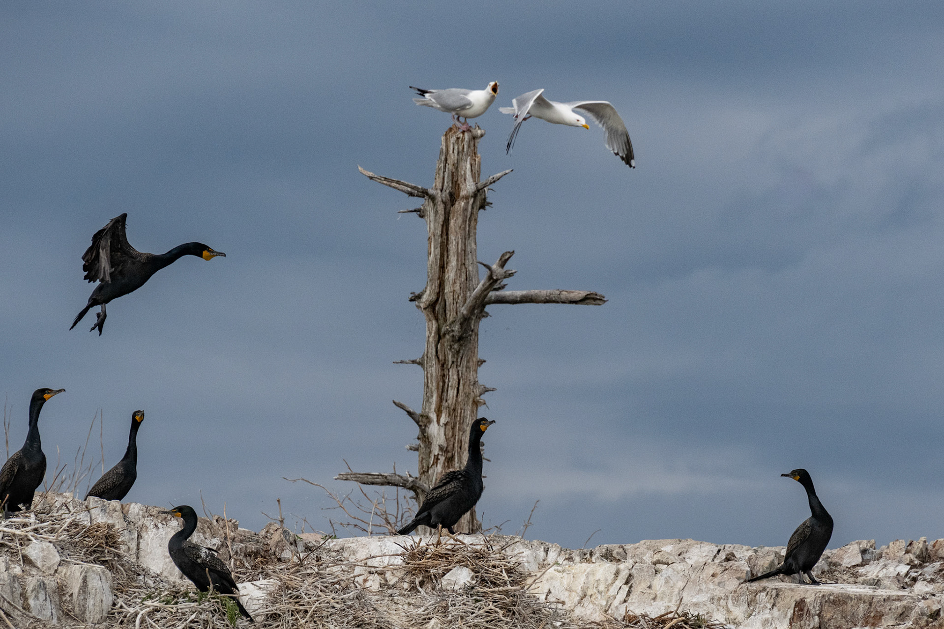 Lake of the Woods in June