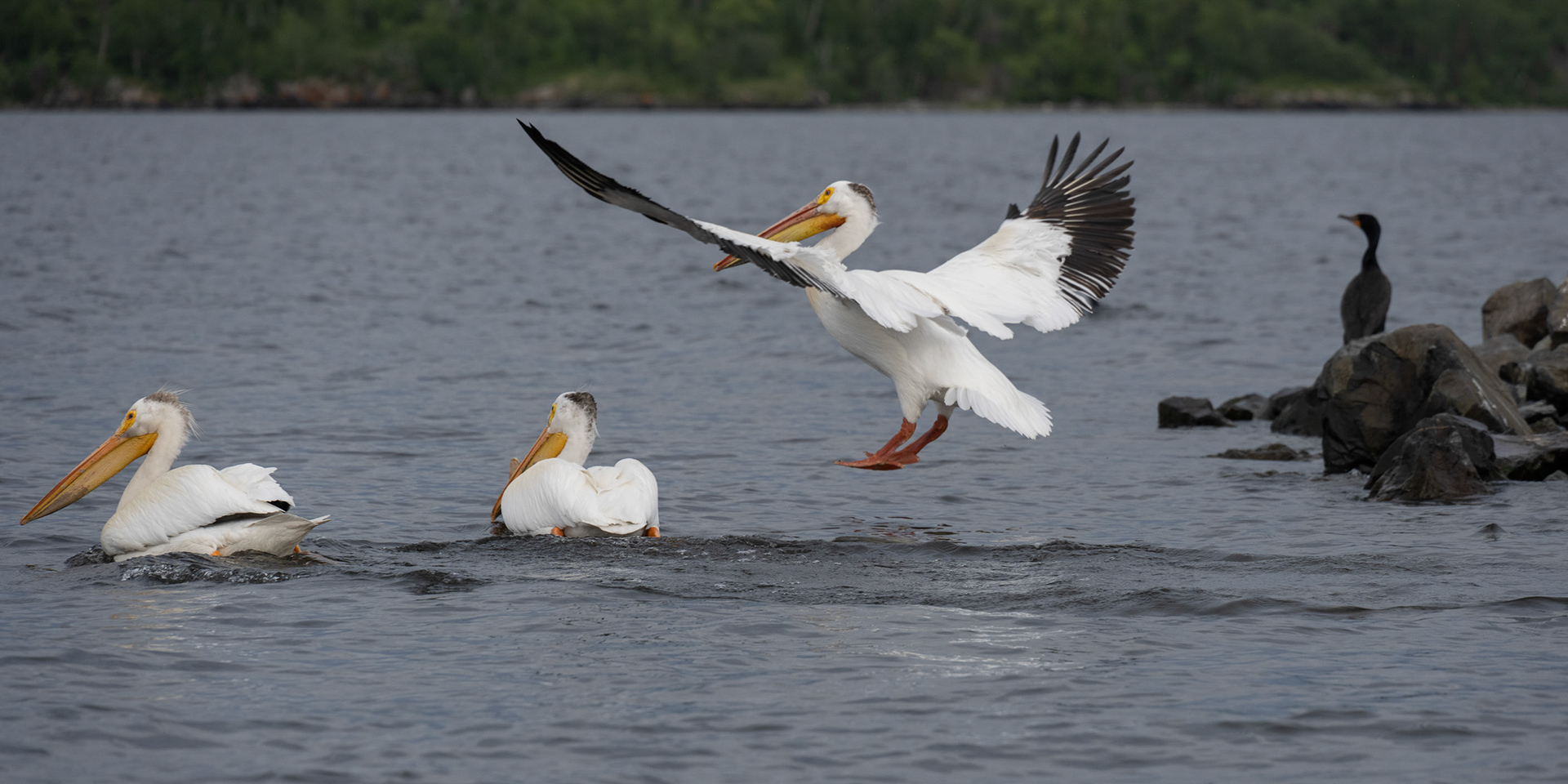 Lake of the Woods in June