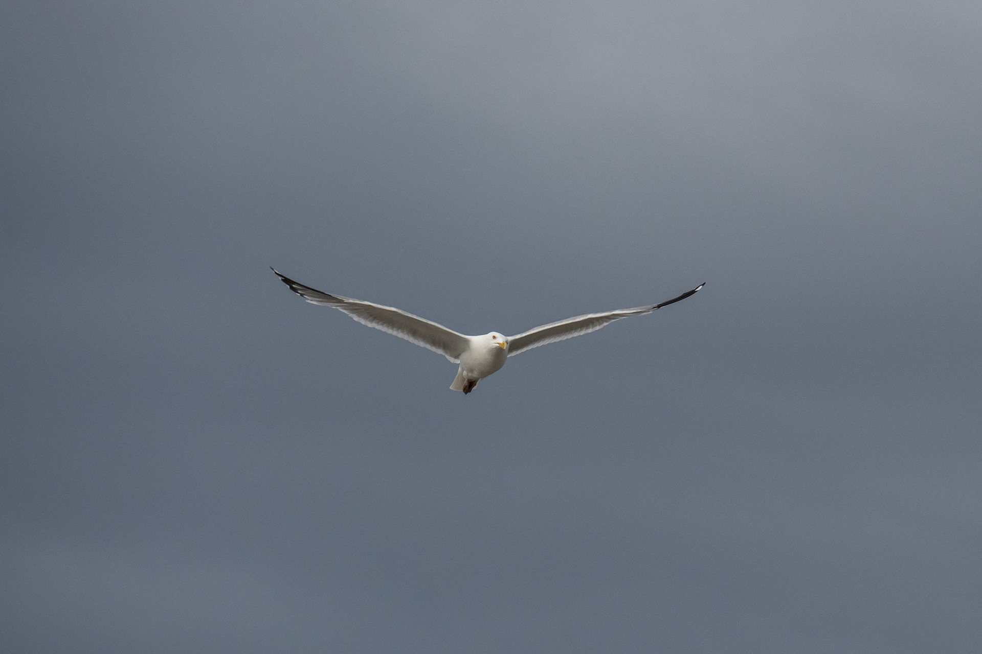 Lake of the Woods in June
