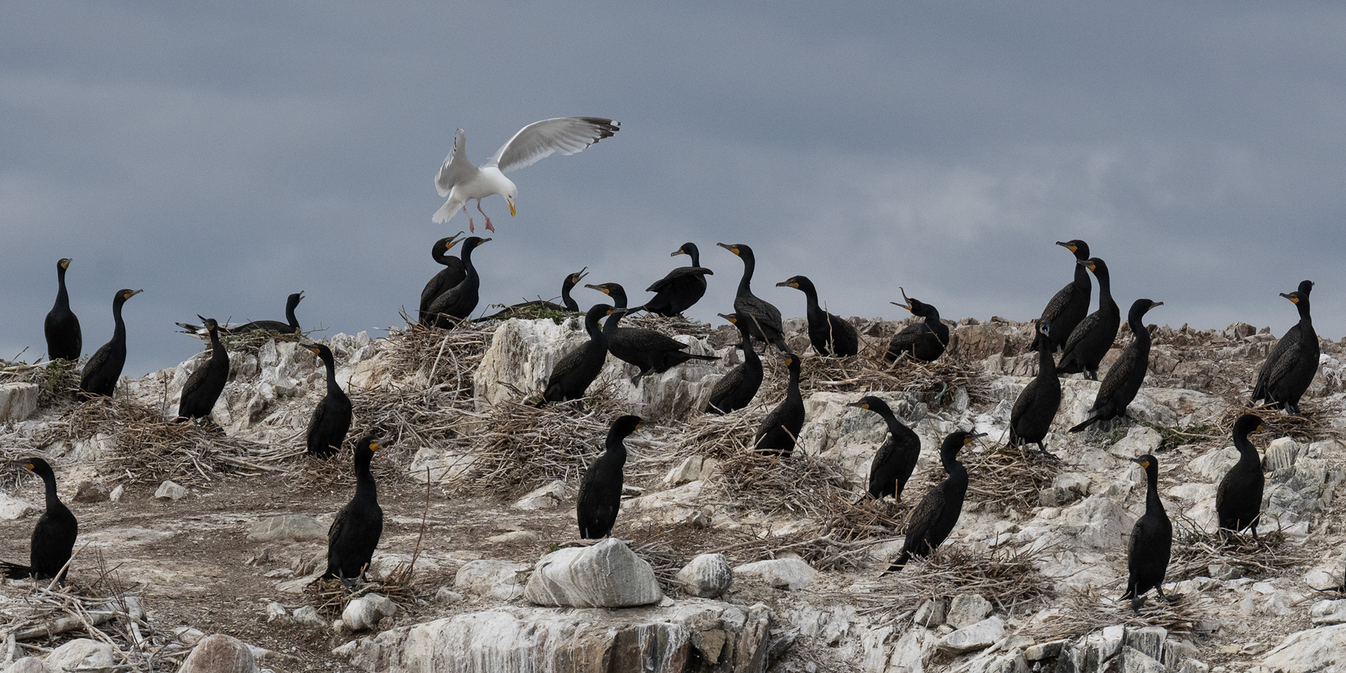 Nesting in June, Lake of the Woods