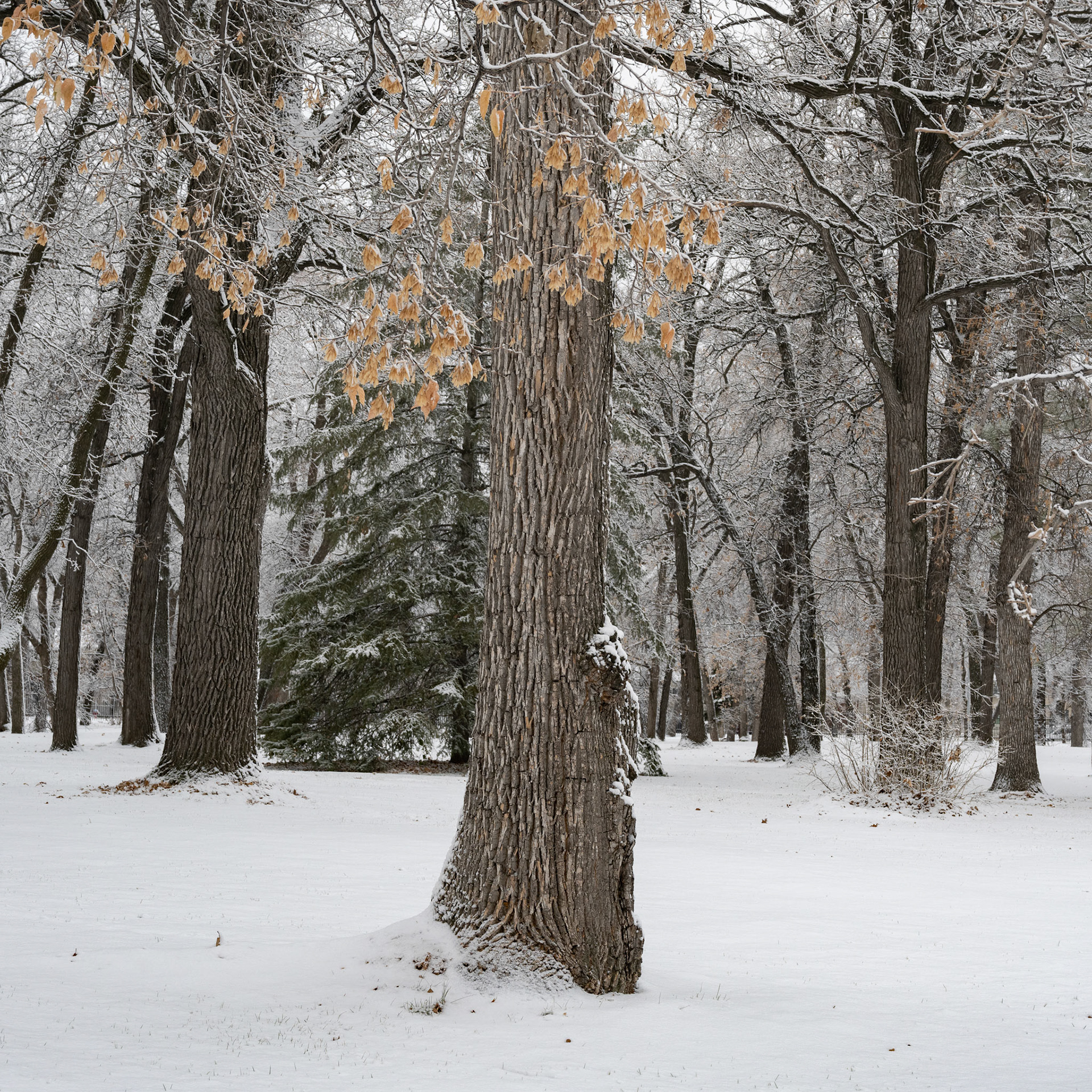 Snow in October