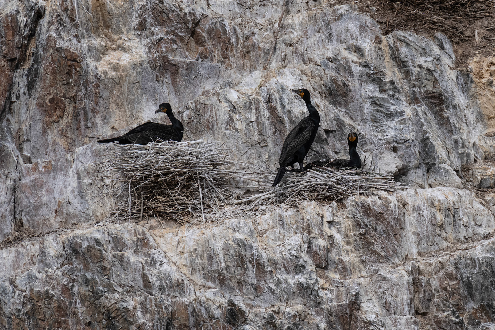 Nesting in June, Lake of the Woods