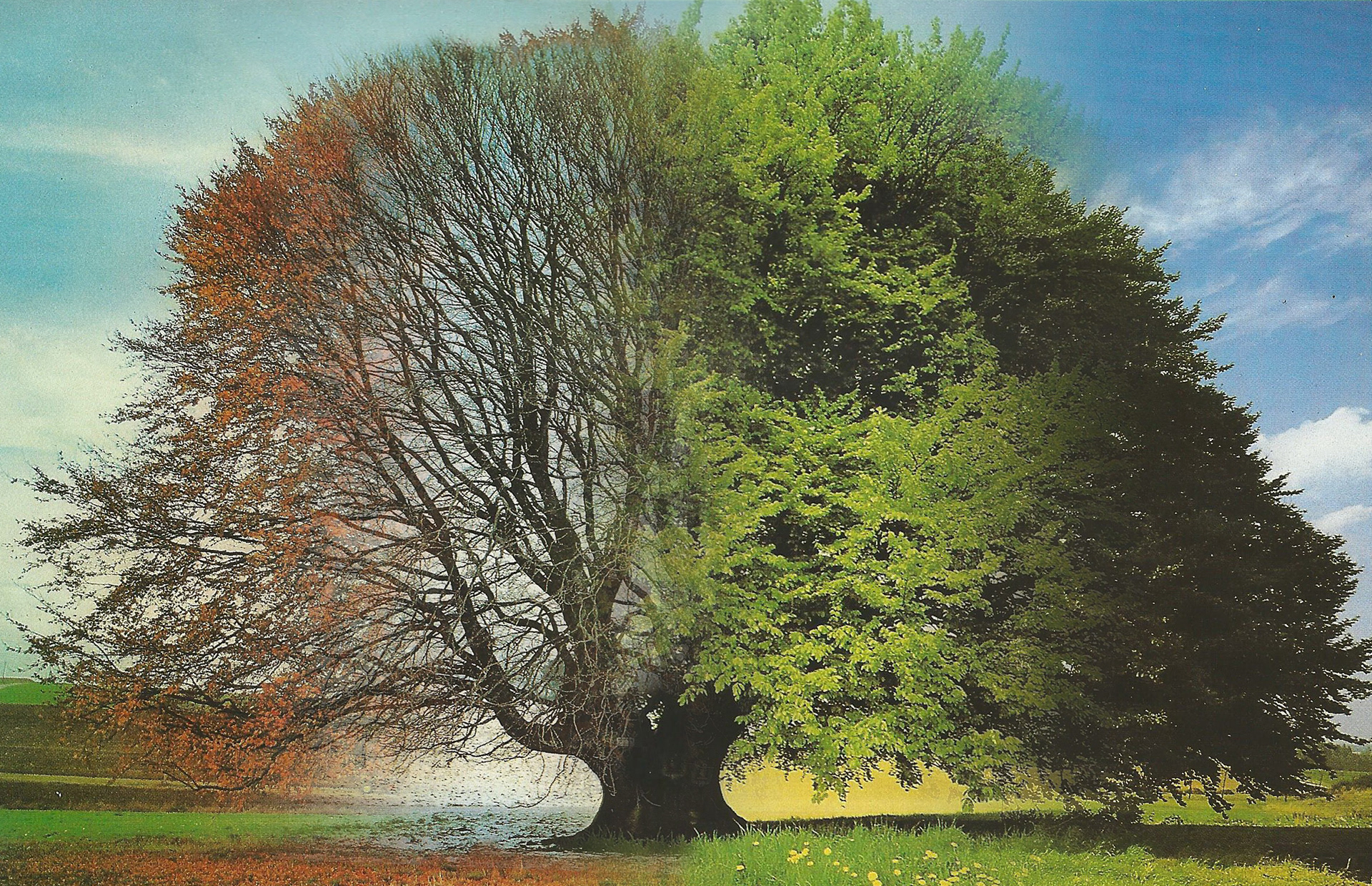 Seasons Tree