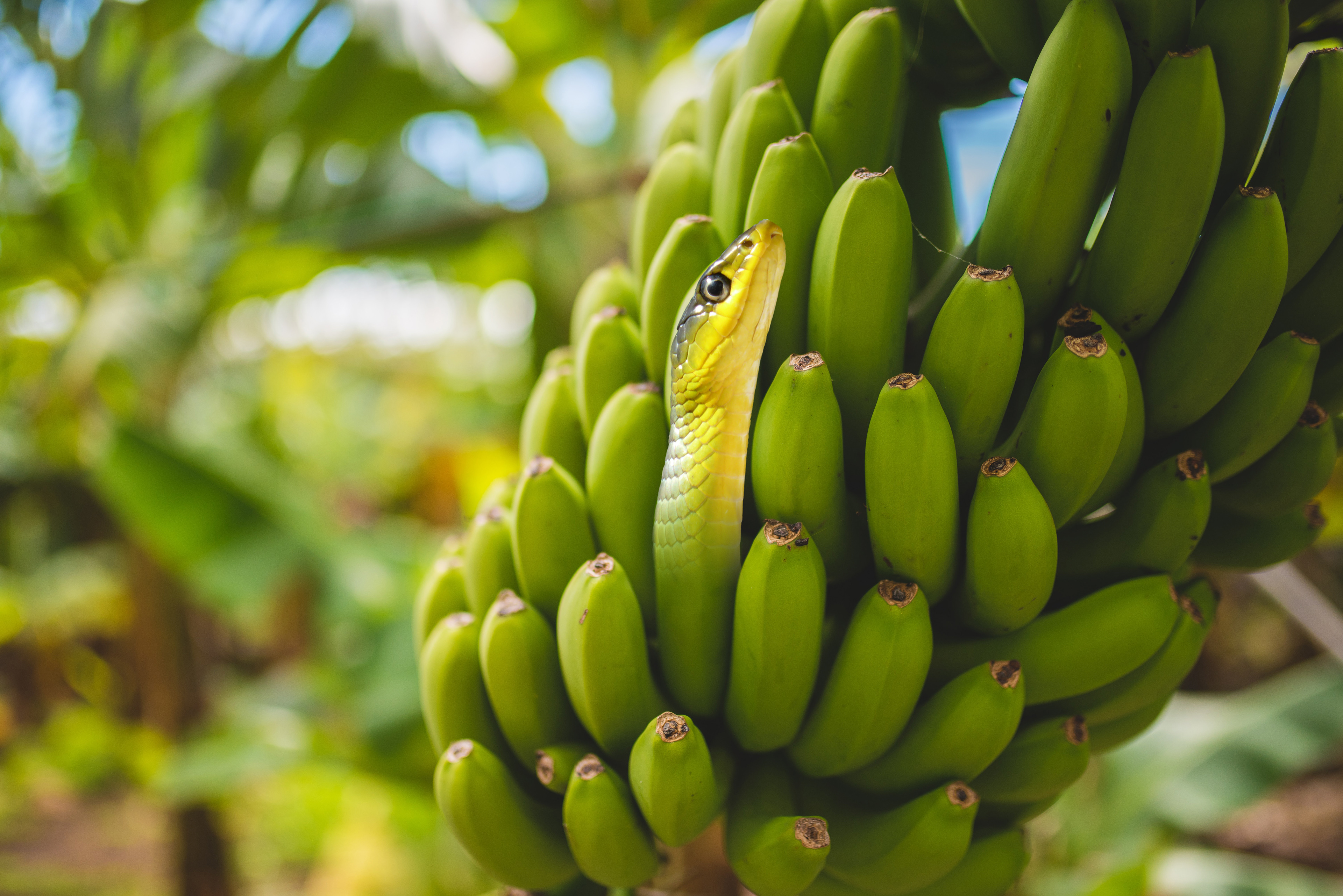 Banana Snake