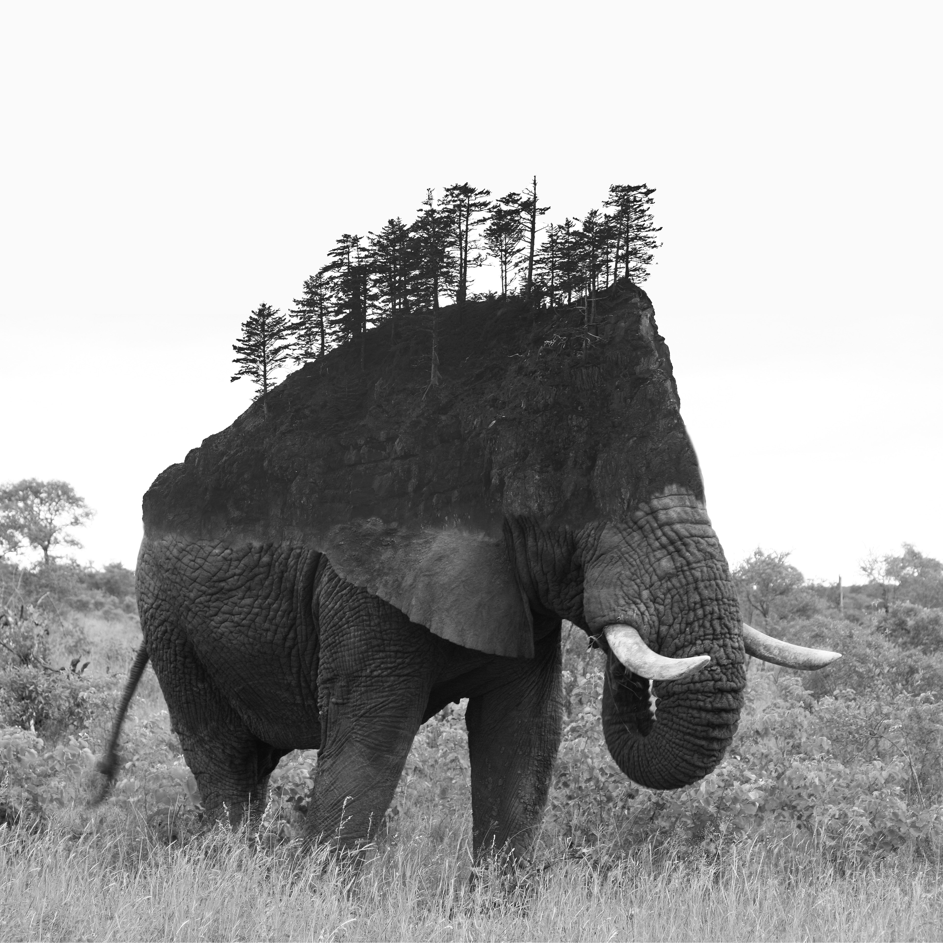 Elephant Island
