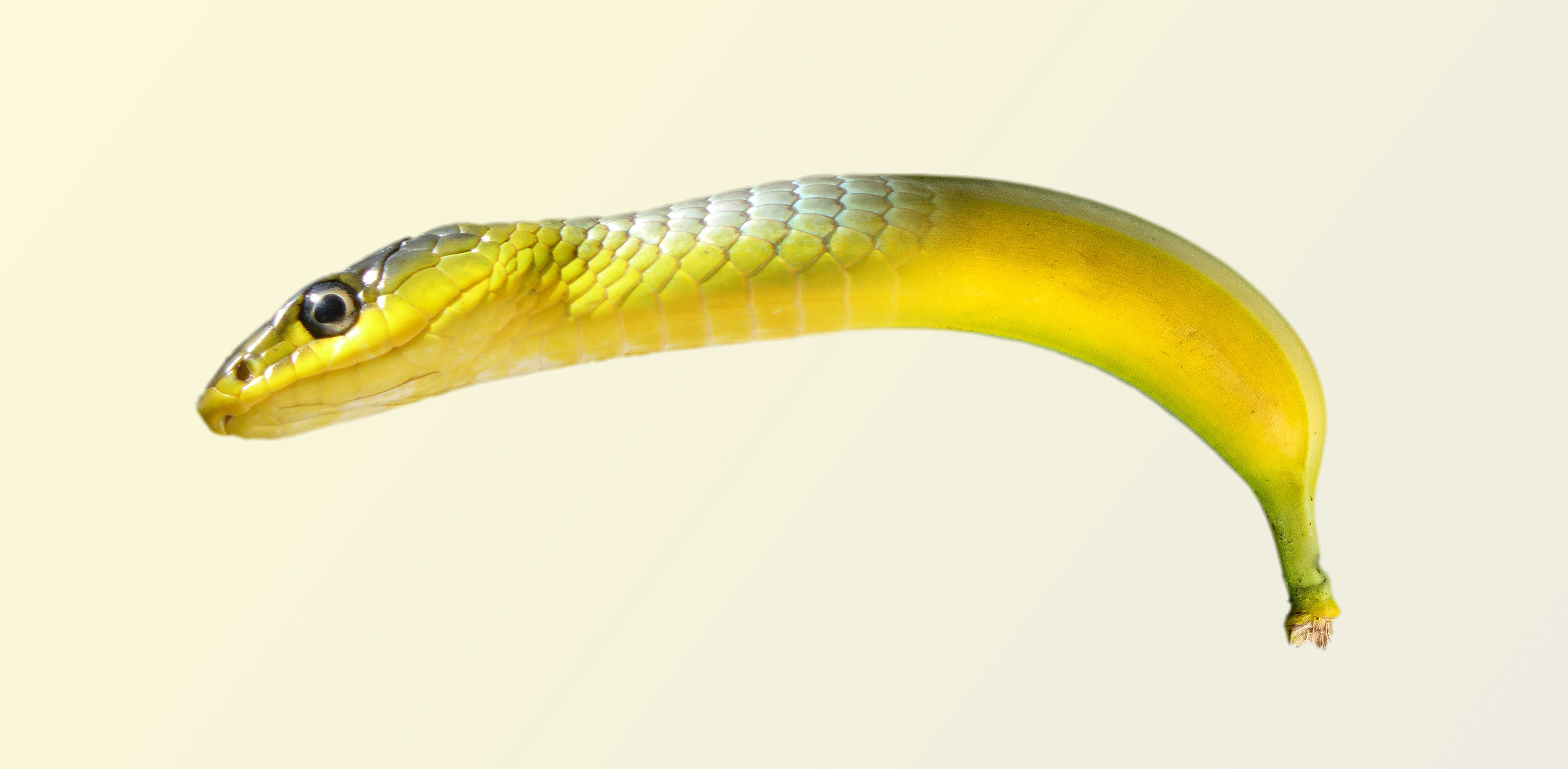 Snake Banana