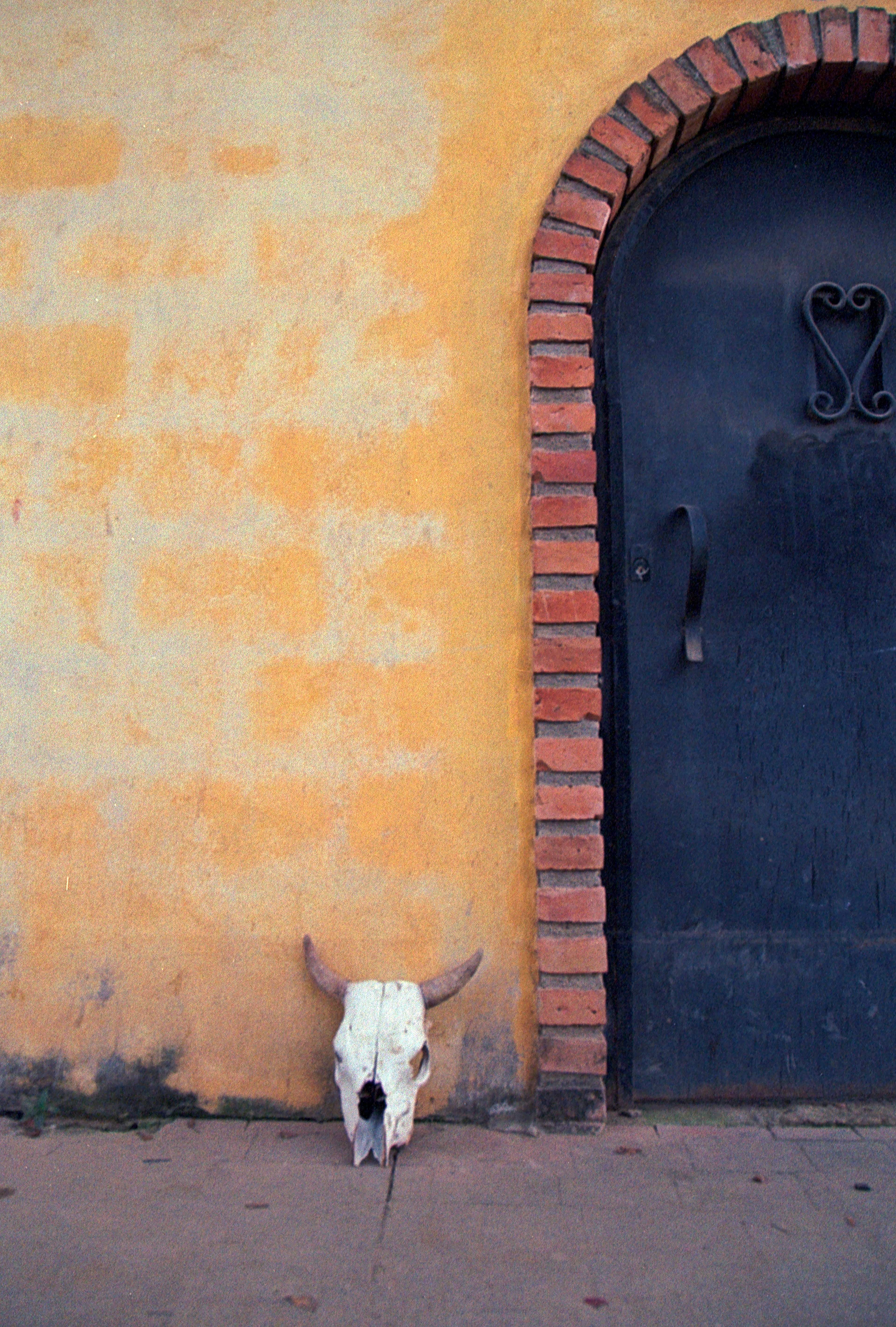 Skull on a Wall- Mexico City 2022