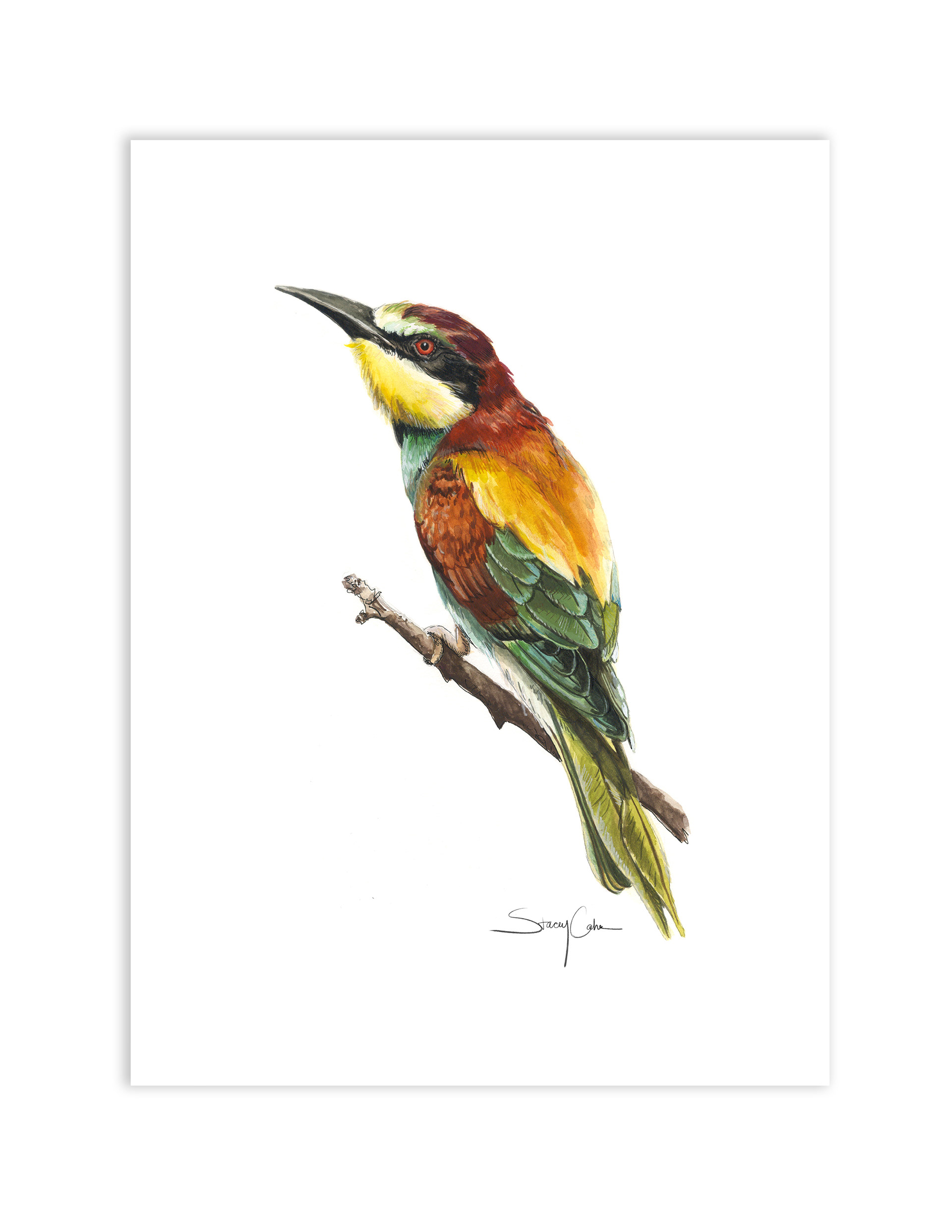 European Bee-Eater