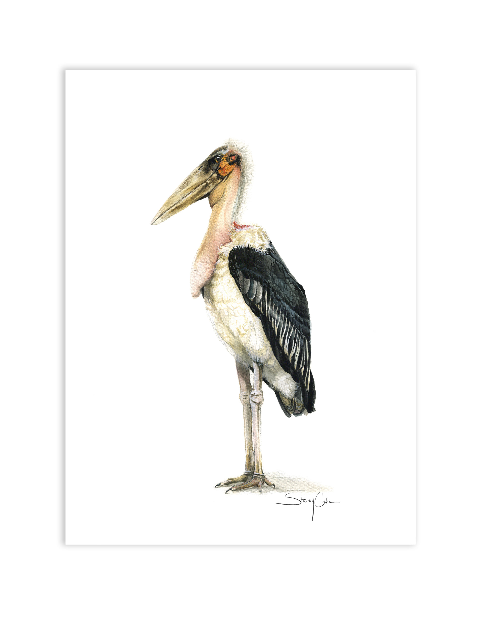 Marabou Stork