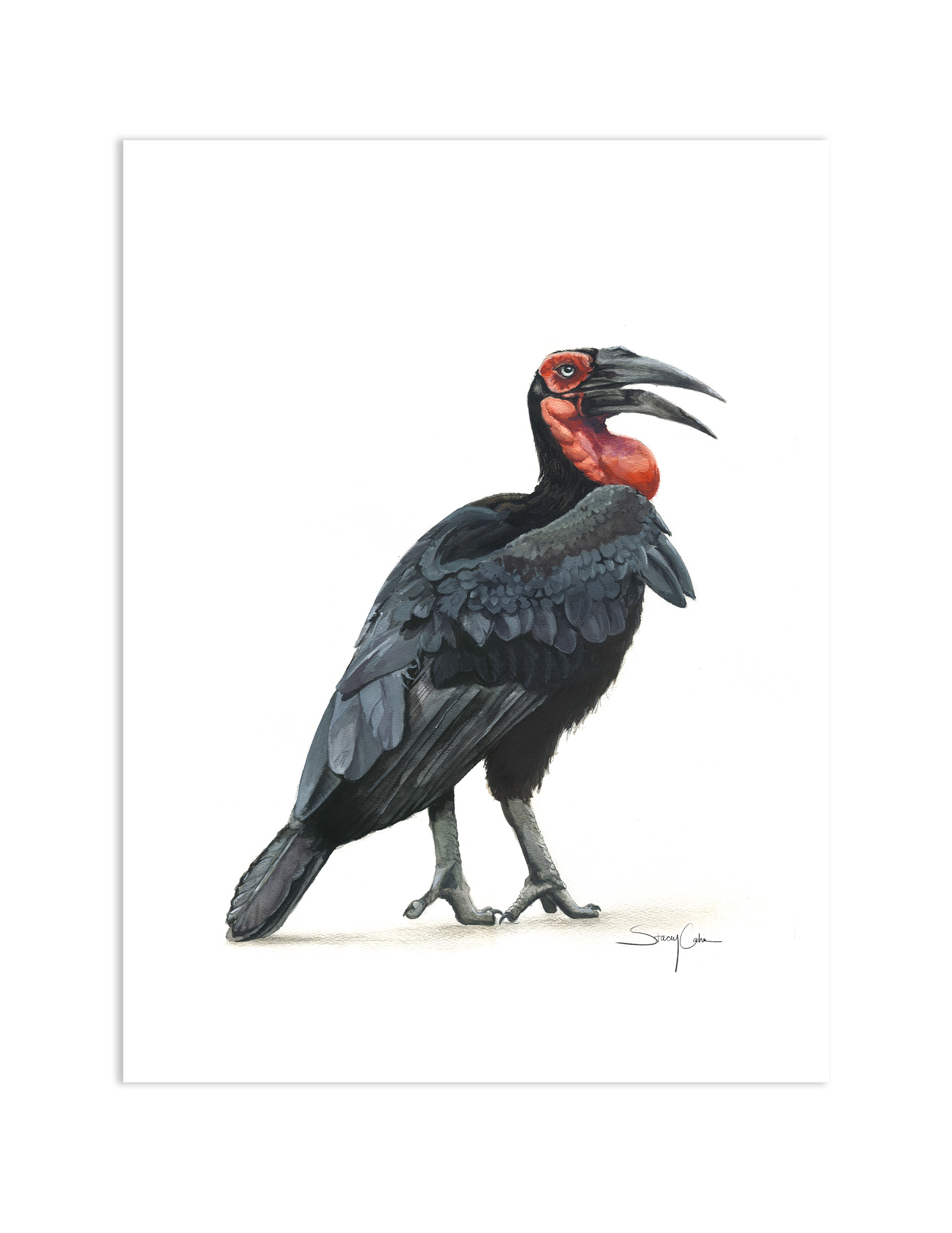 Southern Ground Hornbill