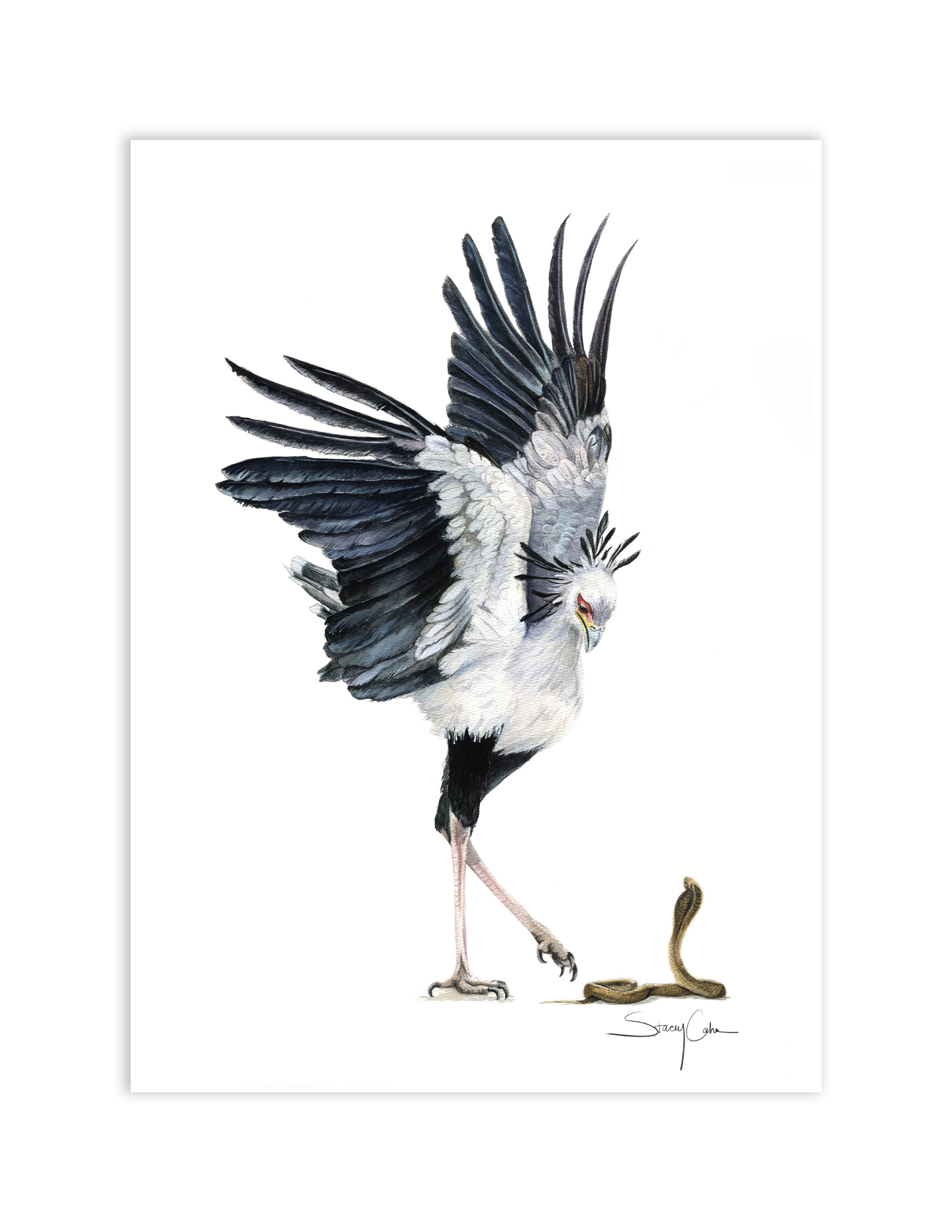 Secretary Bird
