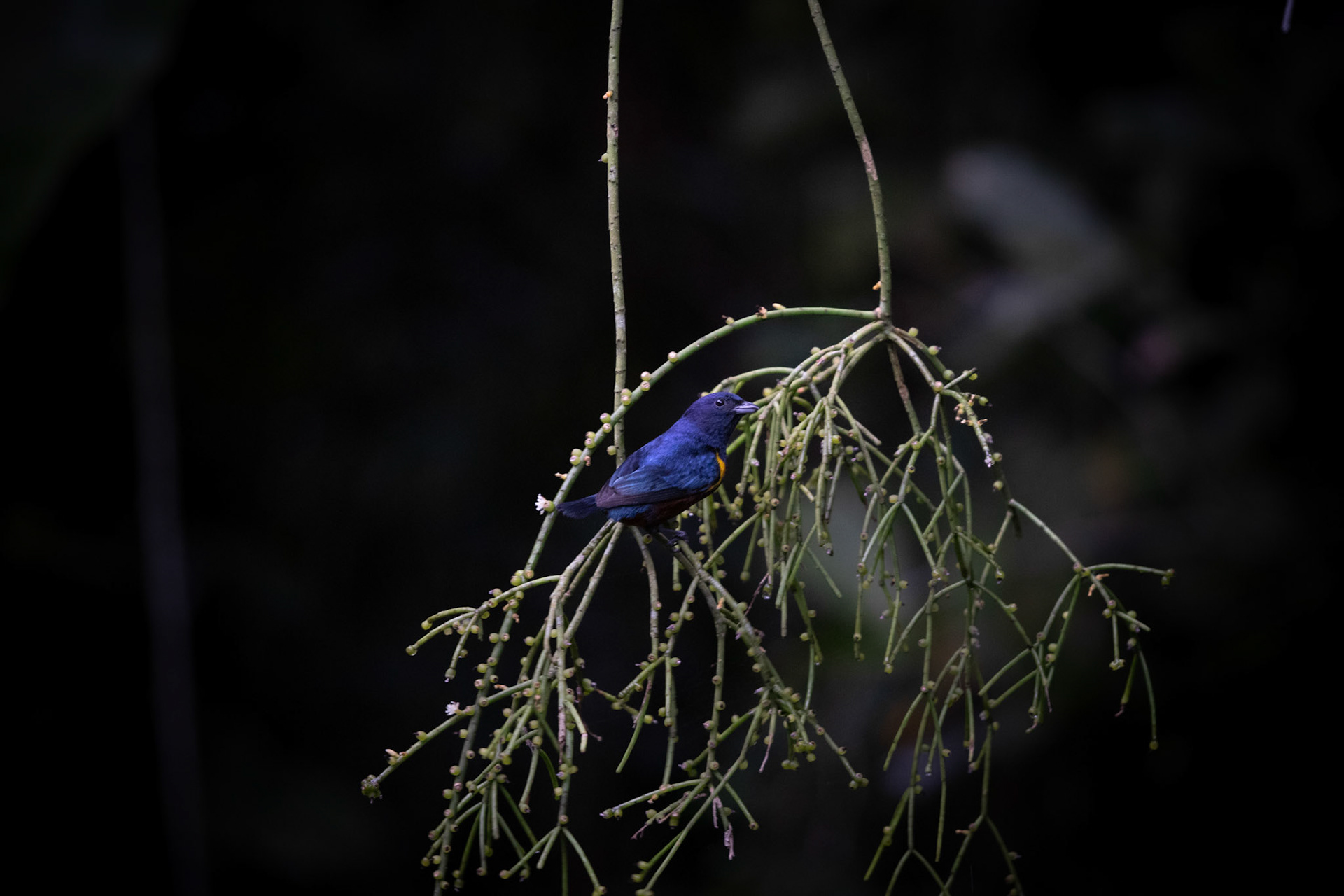 Fotografia ©Thiago Altran