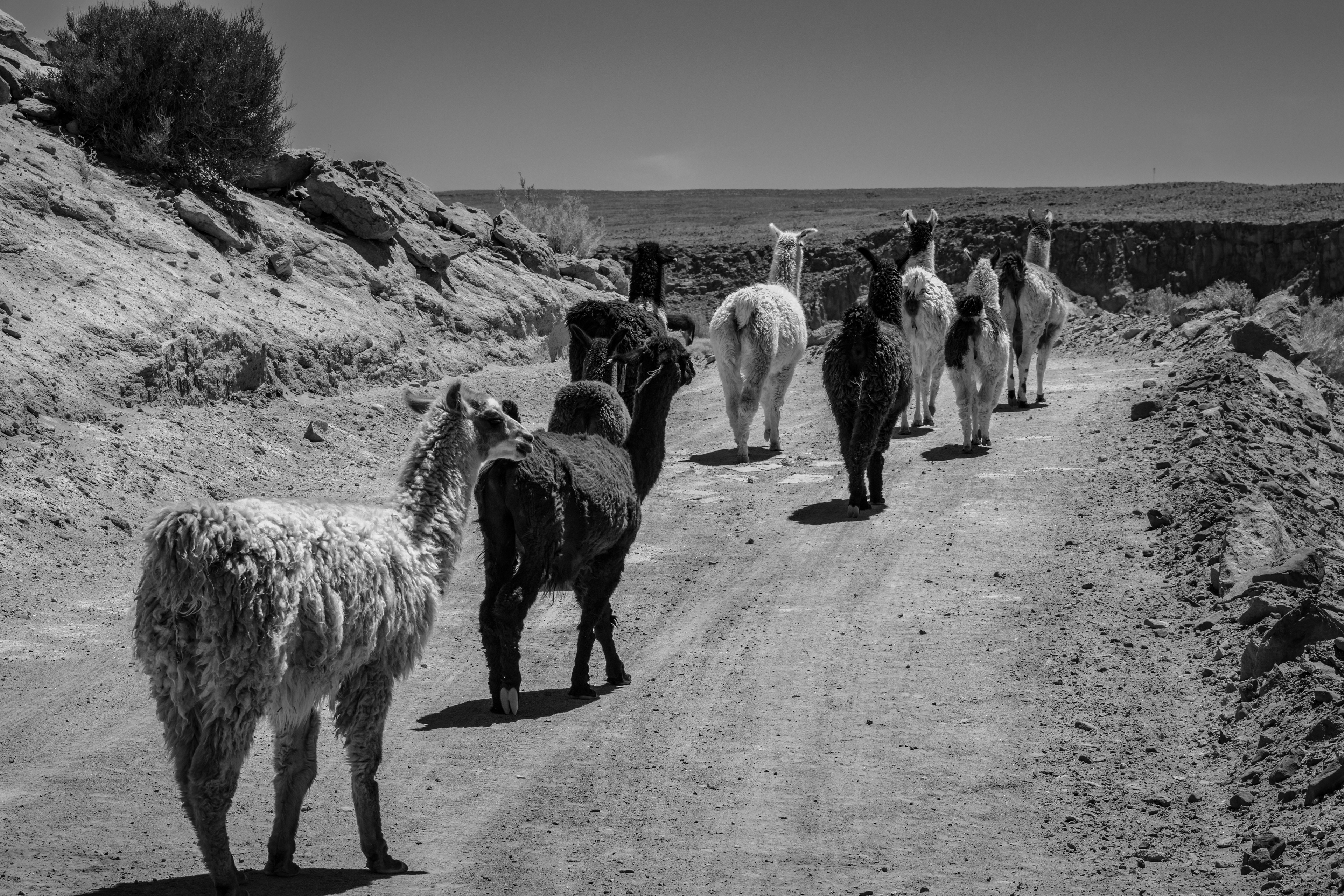 Fotografia ©Thiago Altran