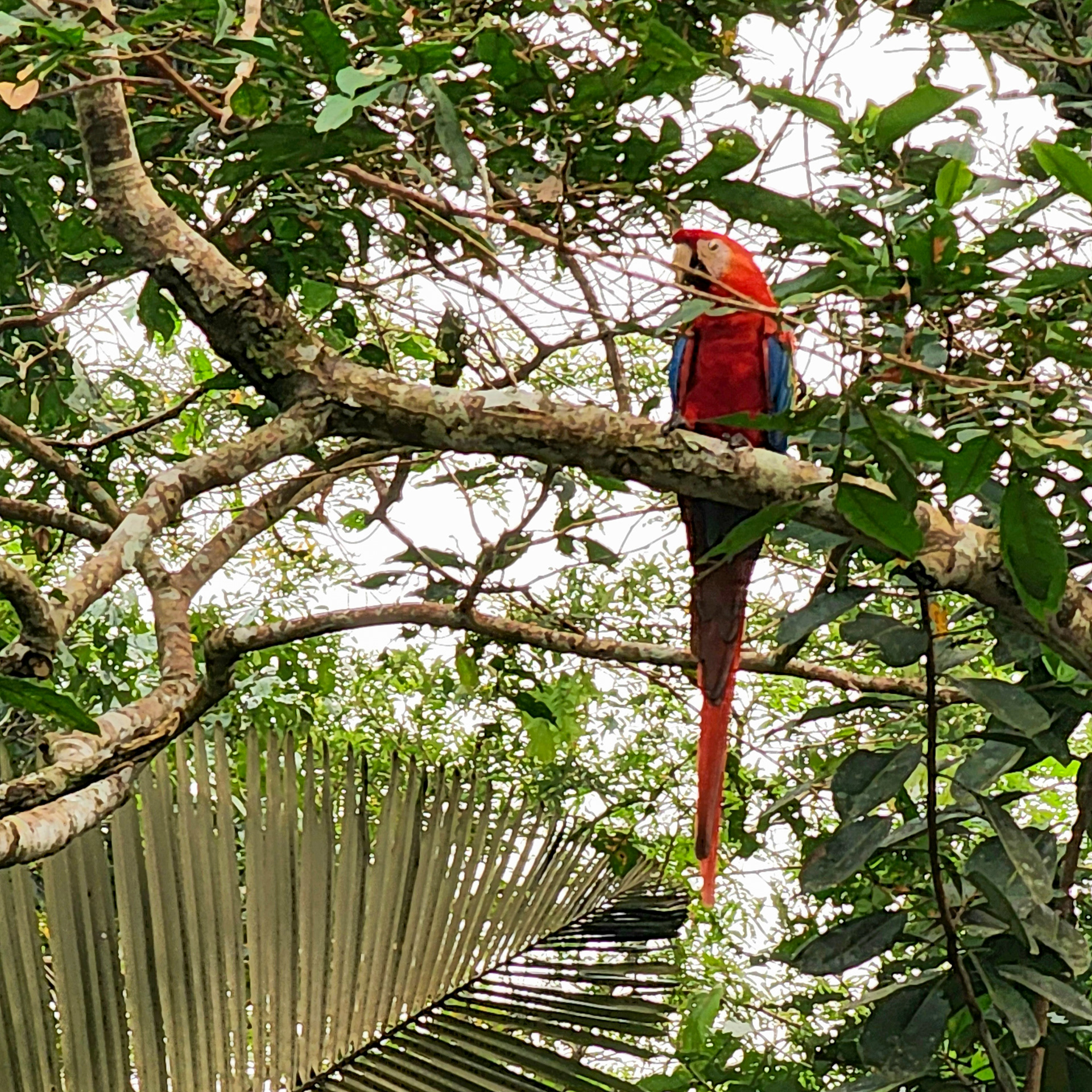 Macaw