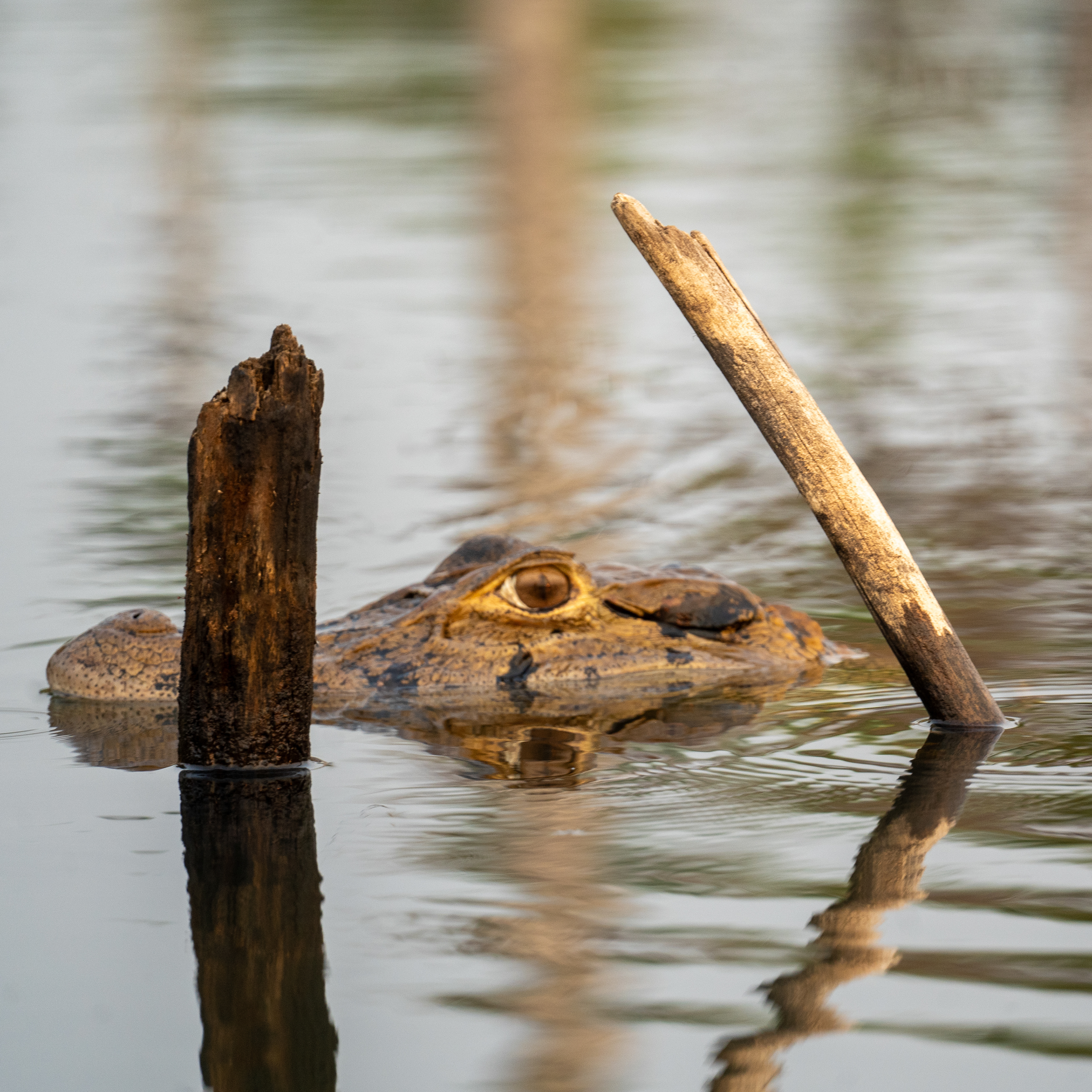 Black Caiman