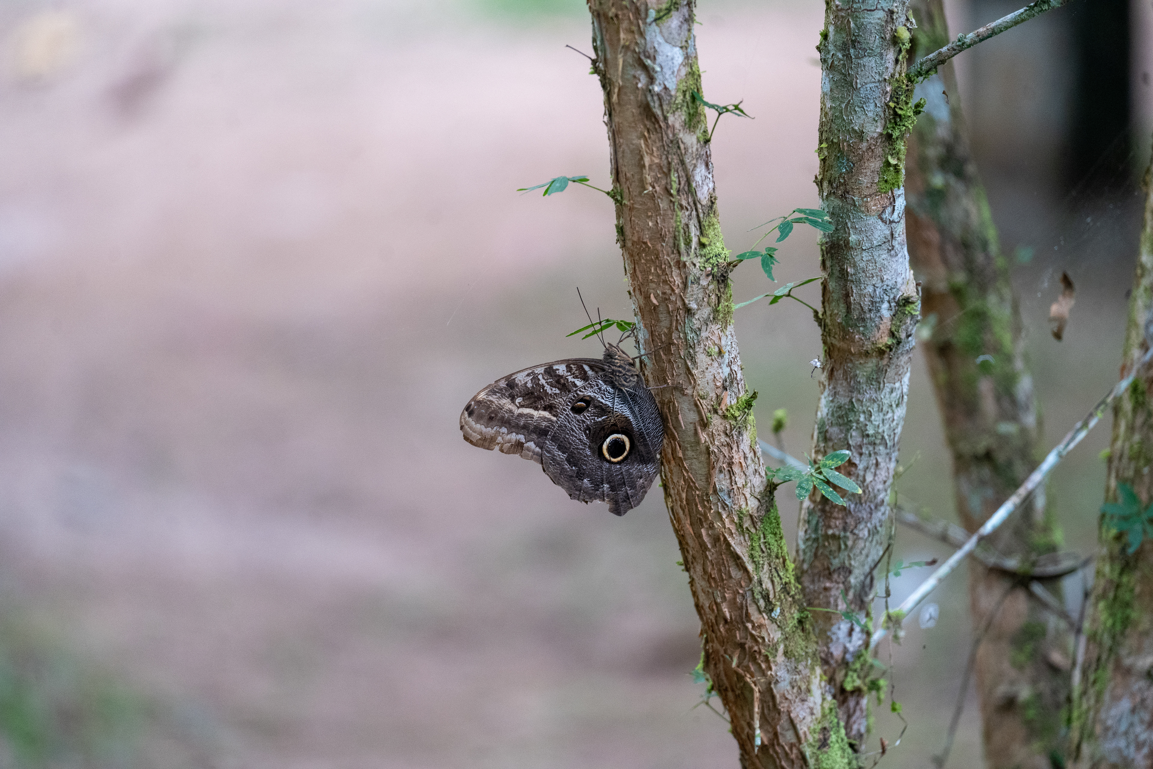 Giant Owl Butterfly