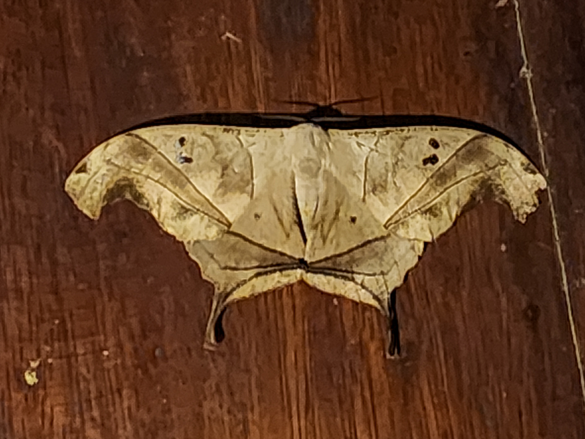 Dead-leaf Moth