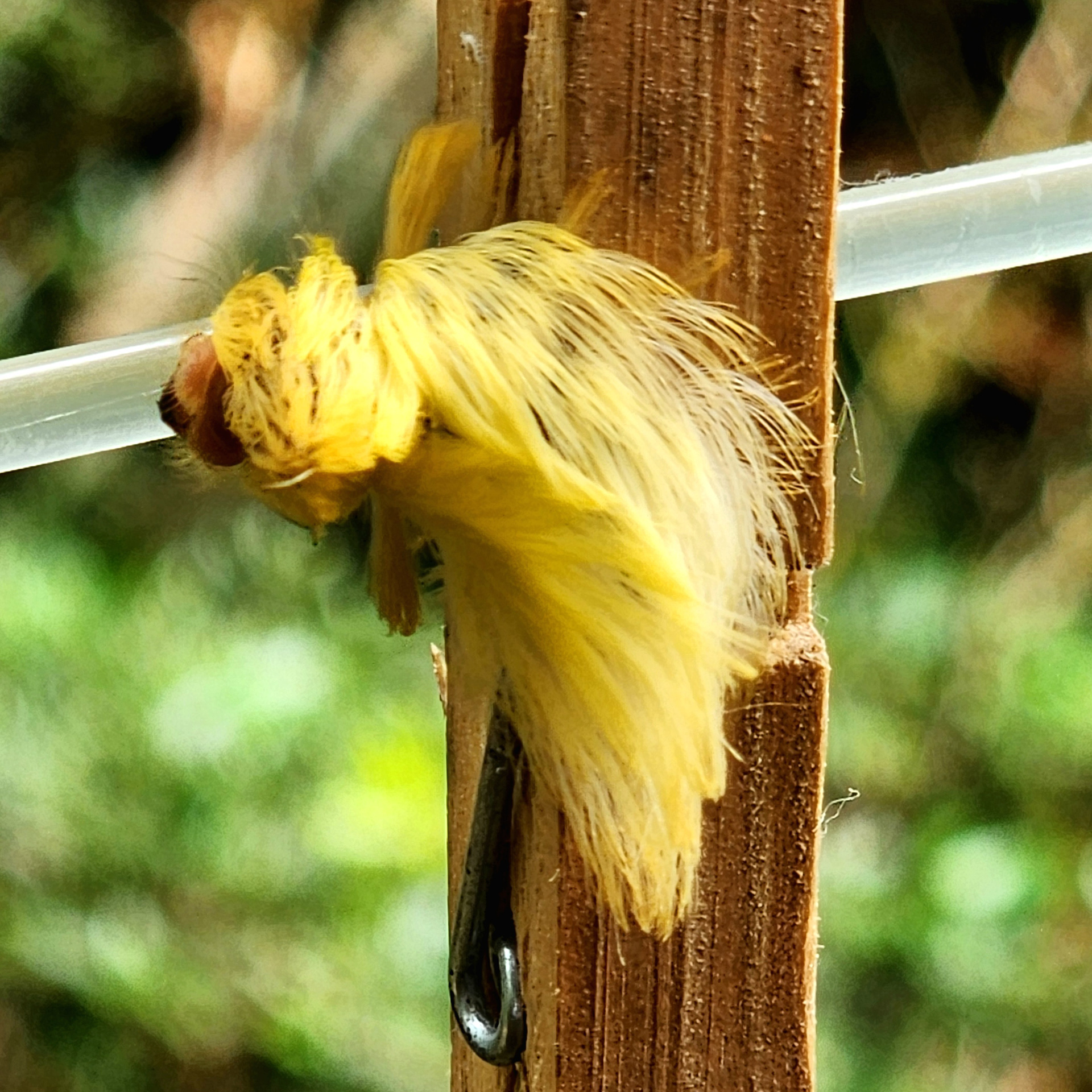 Flannel Moth