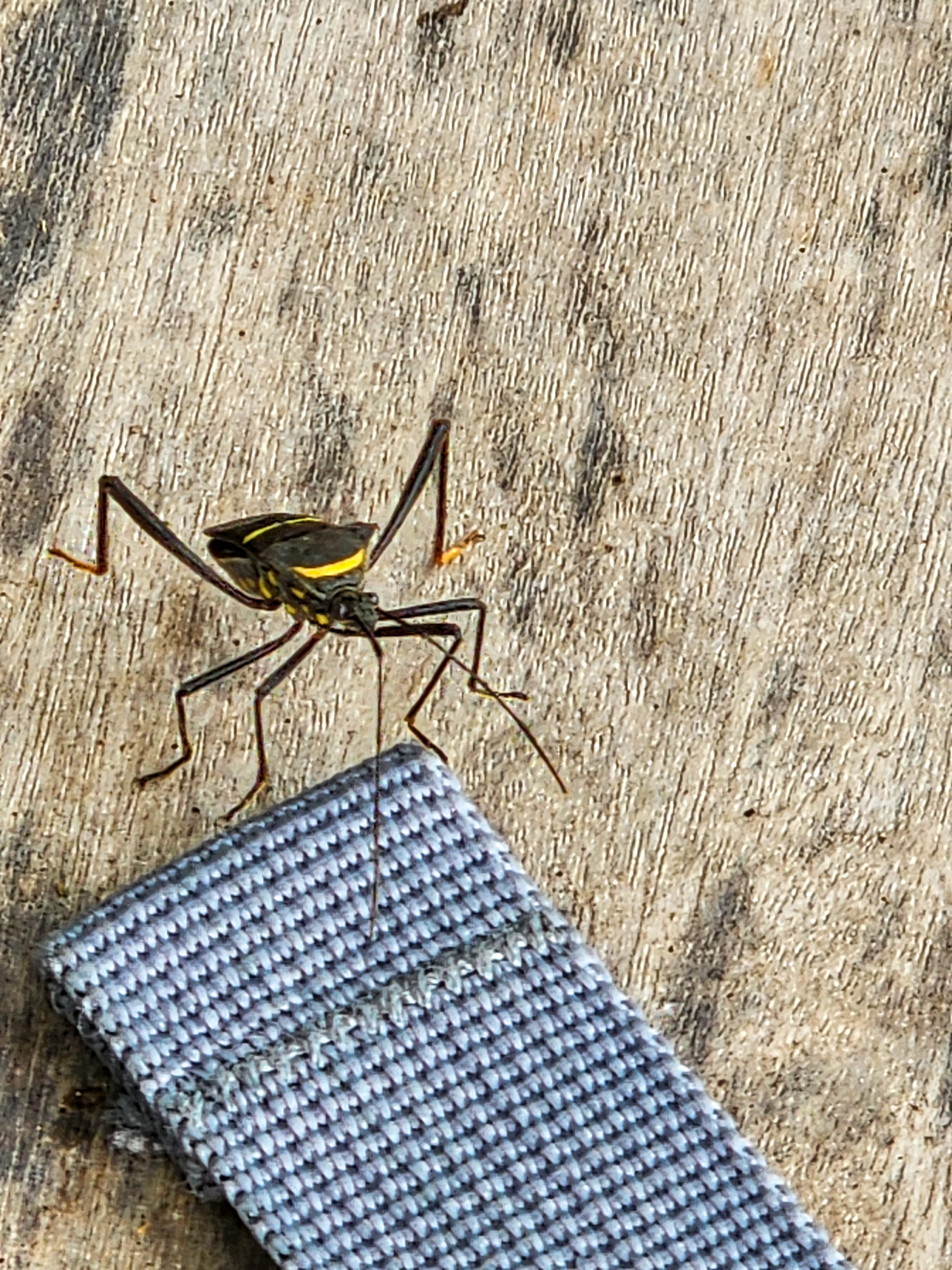 Phthia lunata