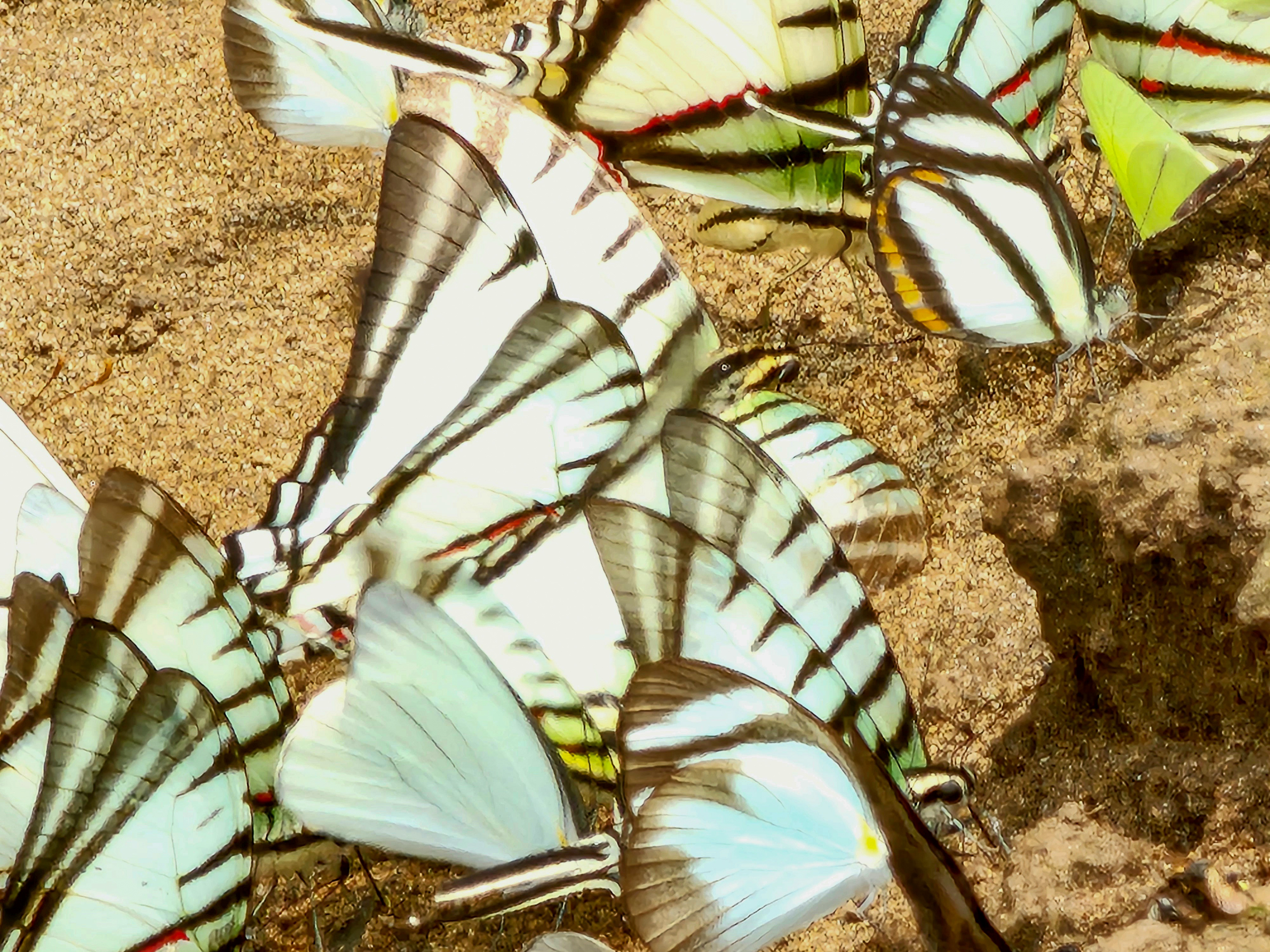 Fourbar Swordtail Butterfly