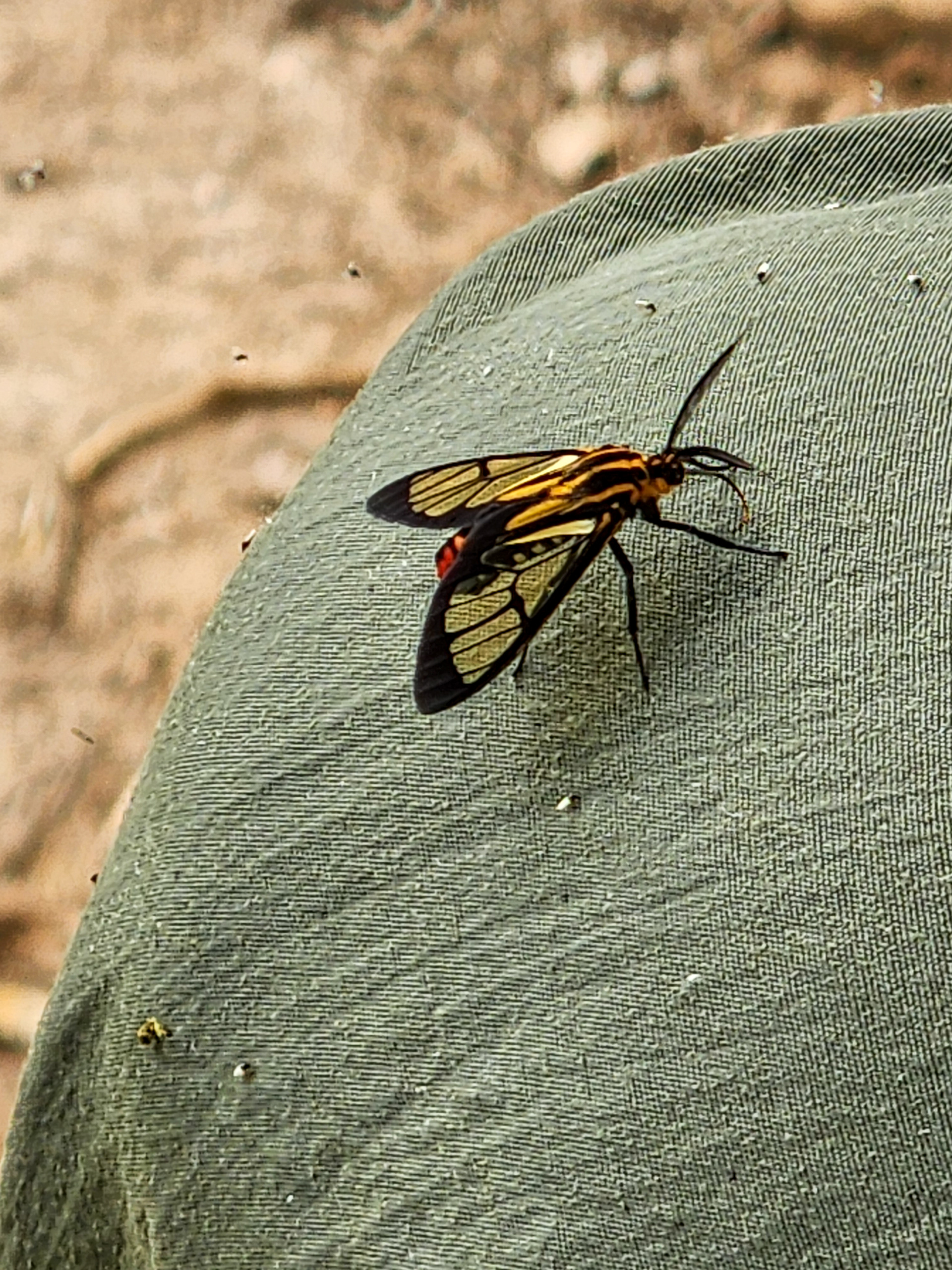 Wasp Moth_