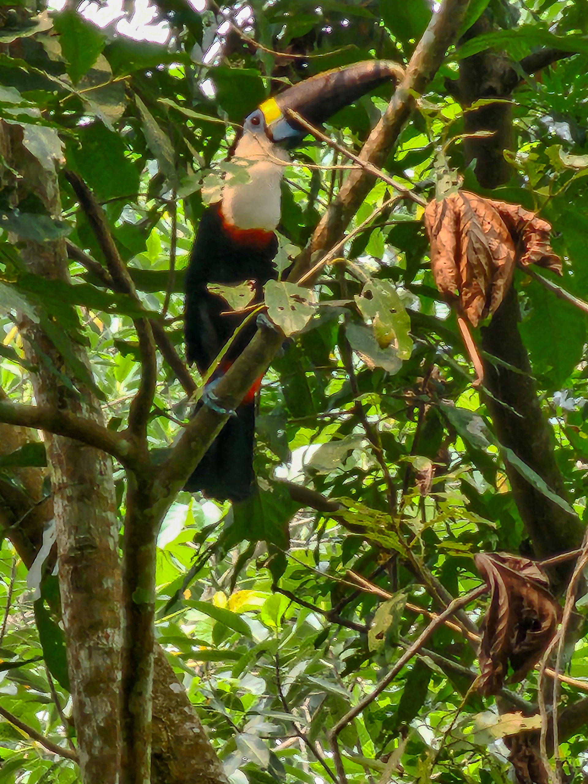 Toucan