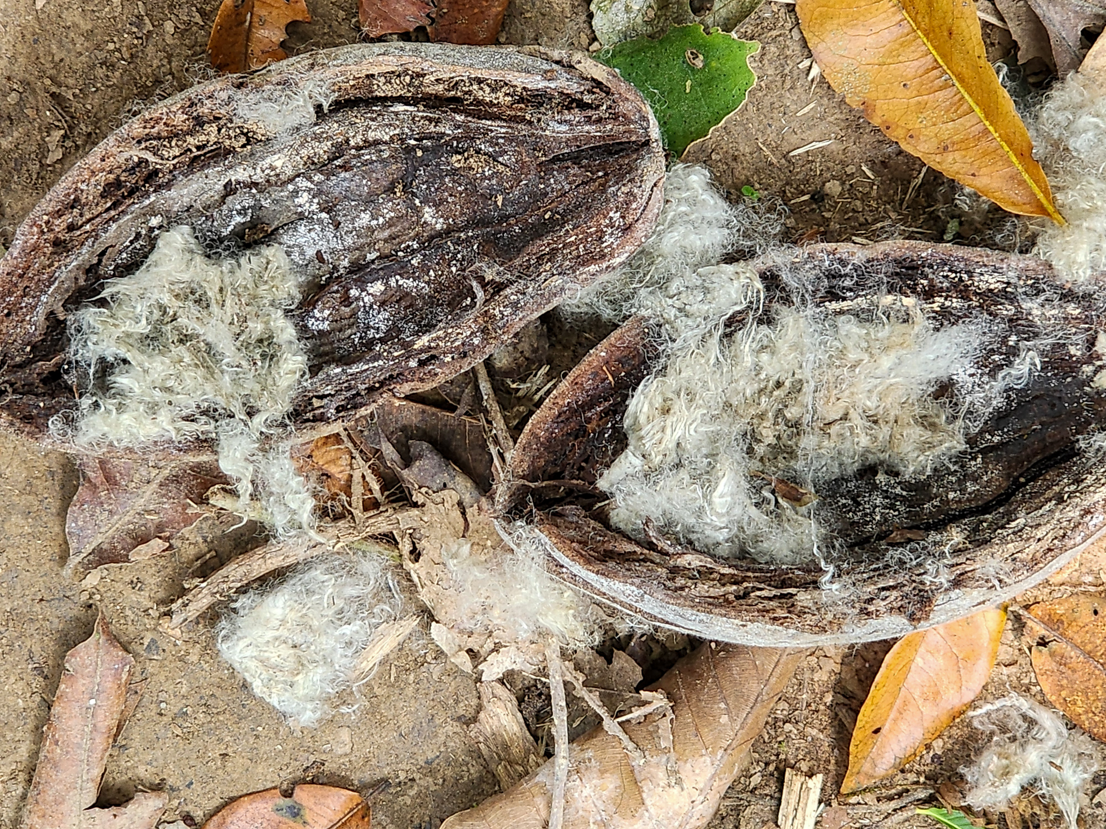 Kapok Fibre