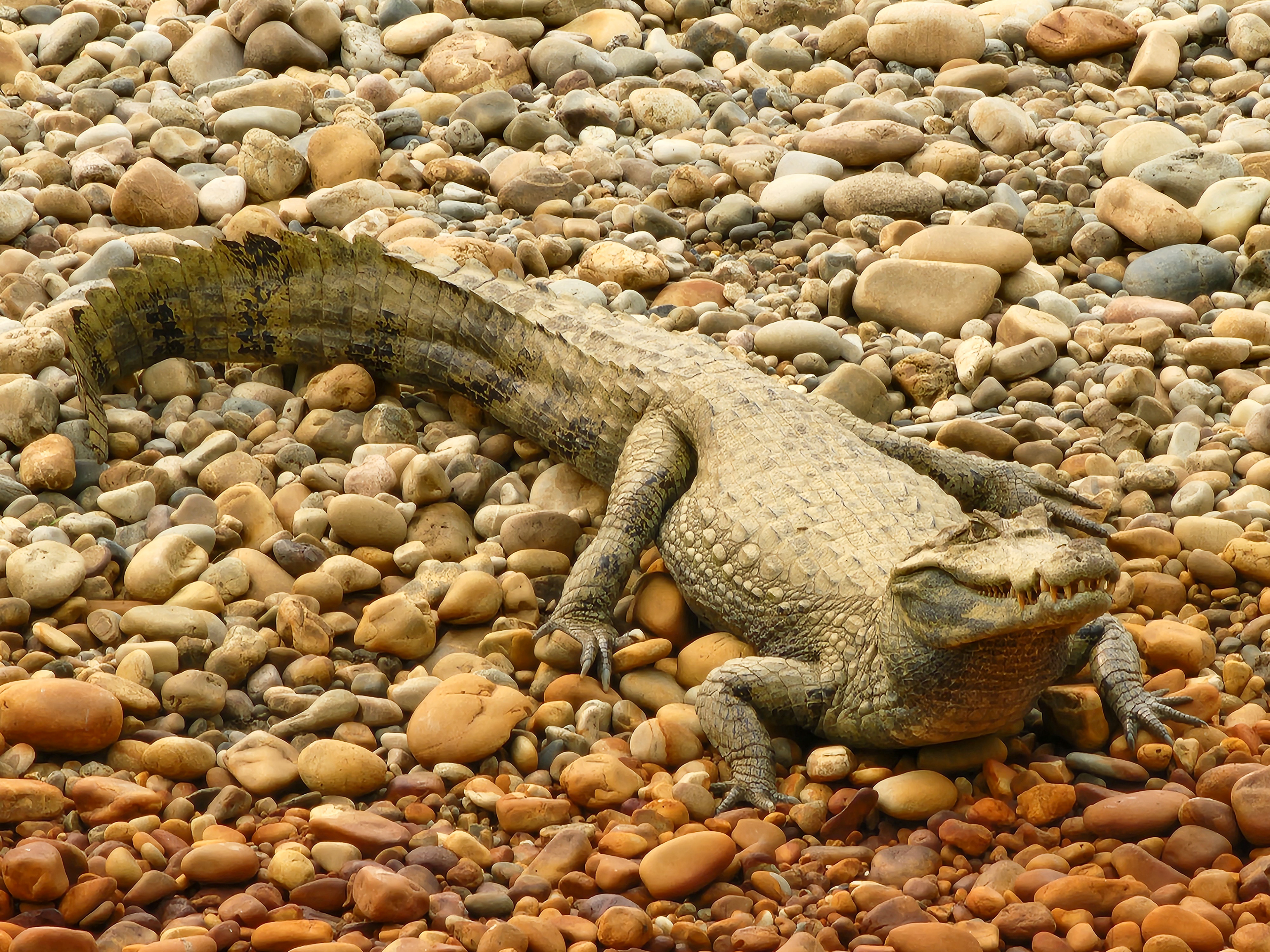 White Caiman